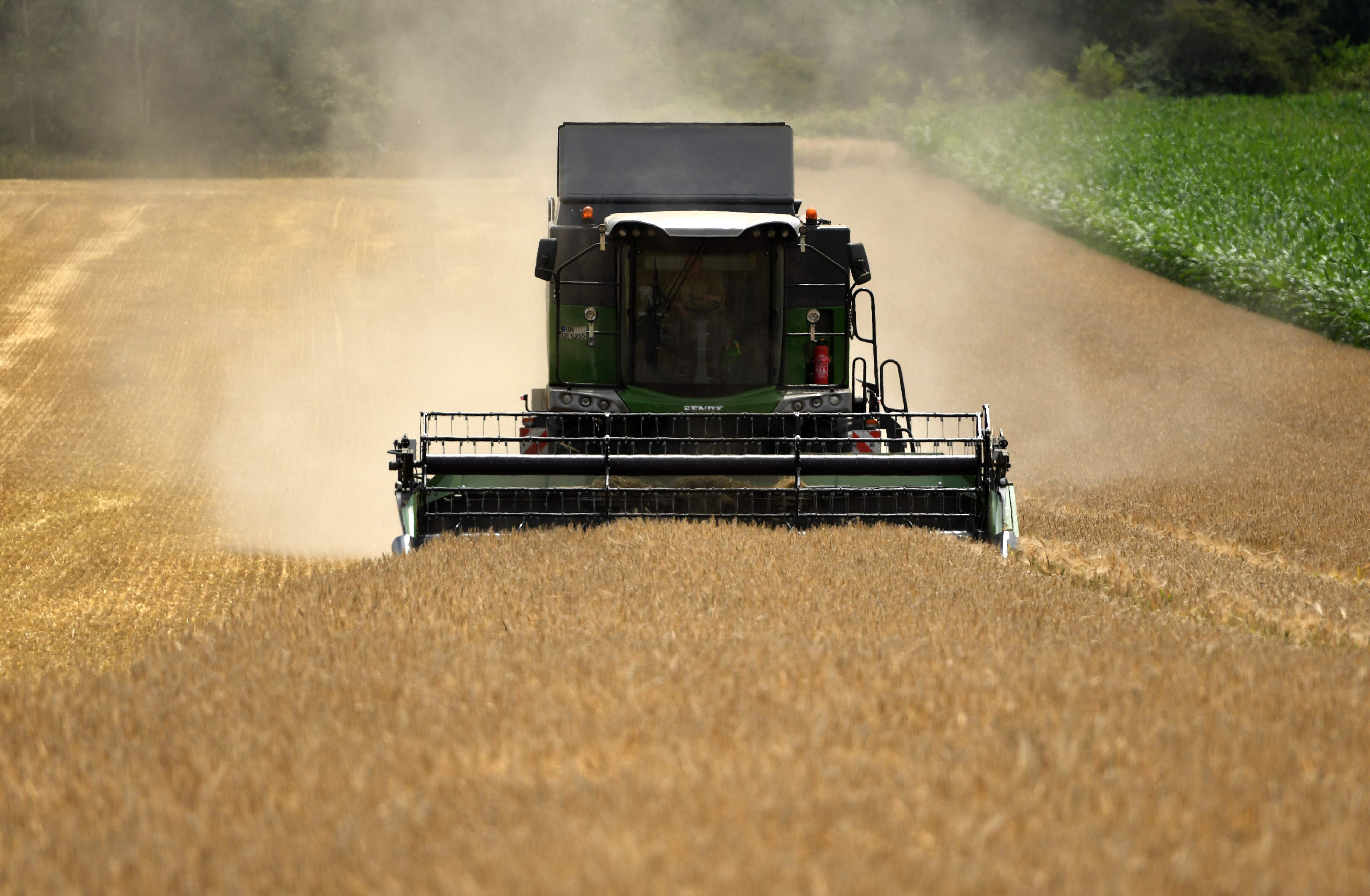 Ilustrasi petani memanen jelai di area pertanian.