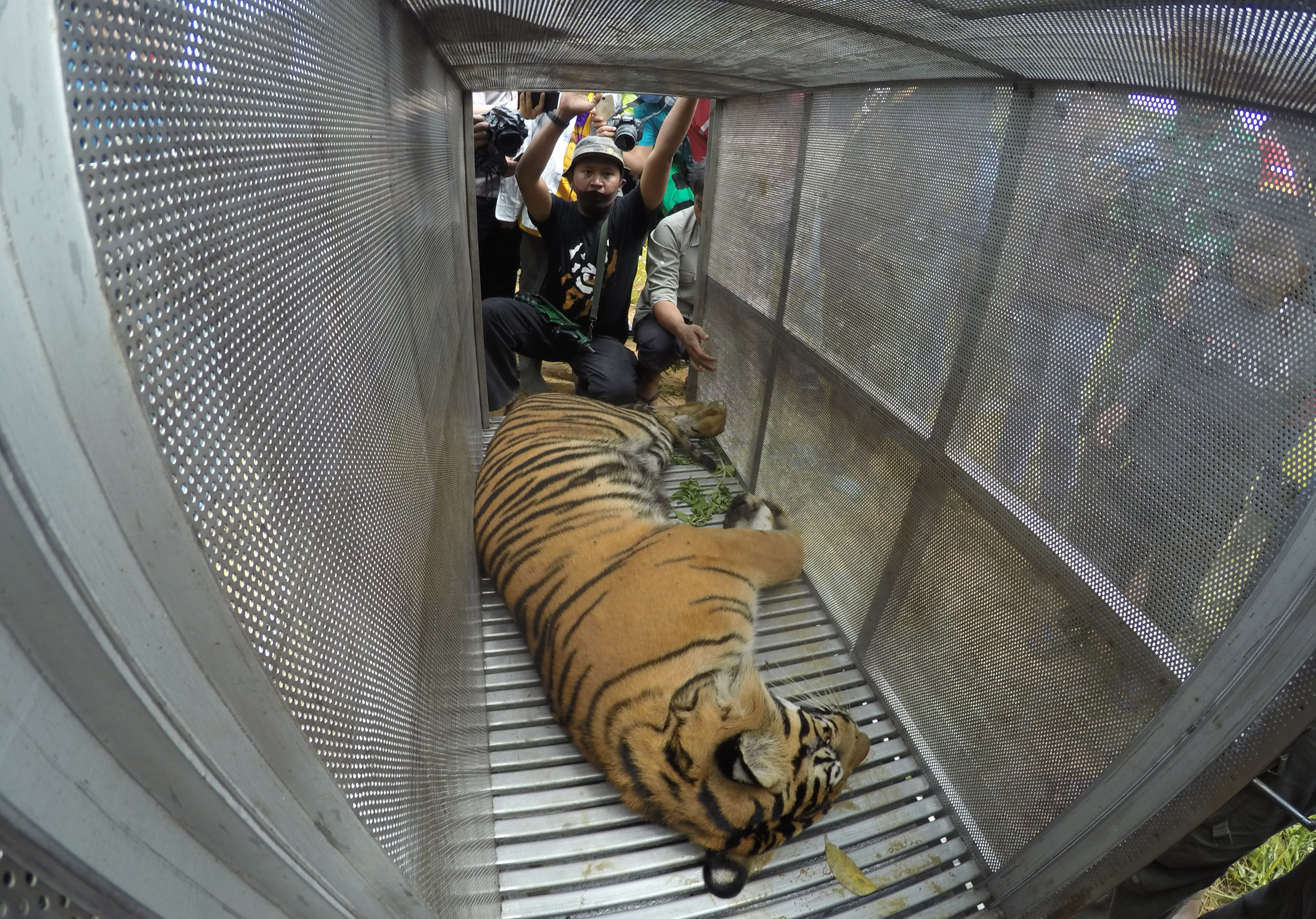 HARIMAU SUMATERA MASUK PERANGKAP: Petugas memindahkan seekor harimau sumatera (panthera tigris sumatrae) yang sudah dibius di Jorong Ingu, 