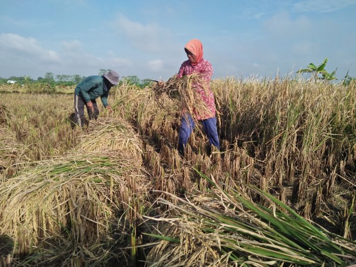 READSI Harapan Petani Menuju Kesejahteraan di Sektor Pertanian