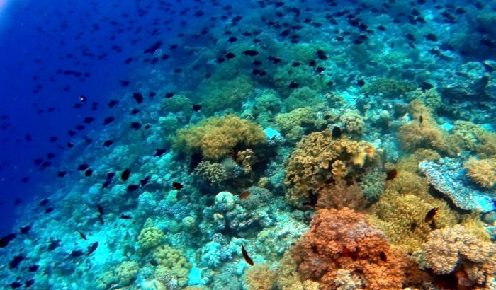 Pemerintah Mulai Bahas Pengelolaan Cagar Biosfer Kapuas Hulu