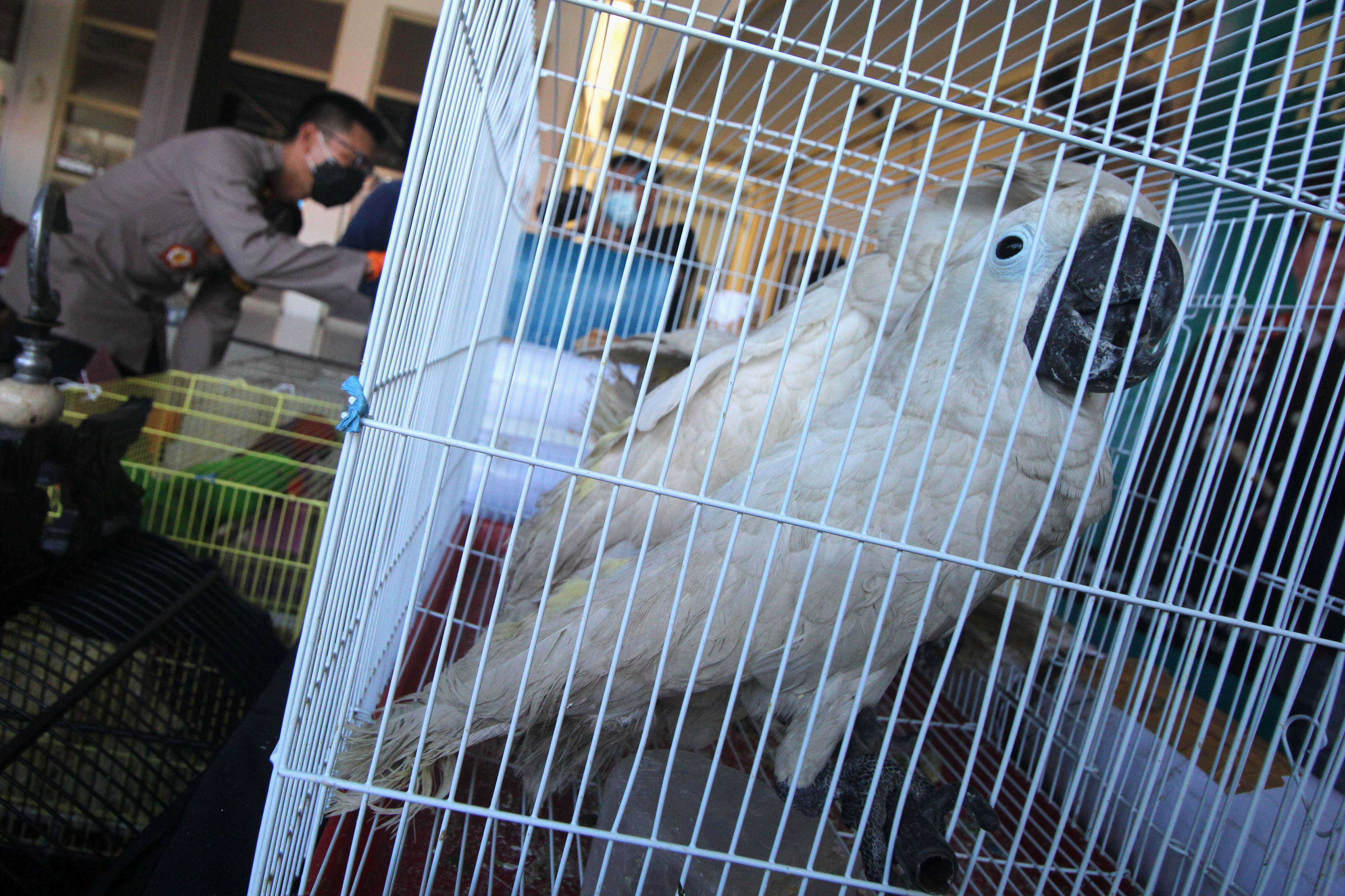 Burung Kakatua yang akan diselundupkan