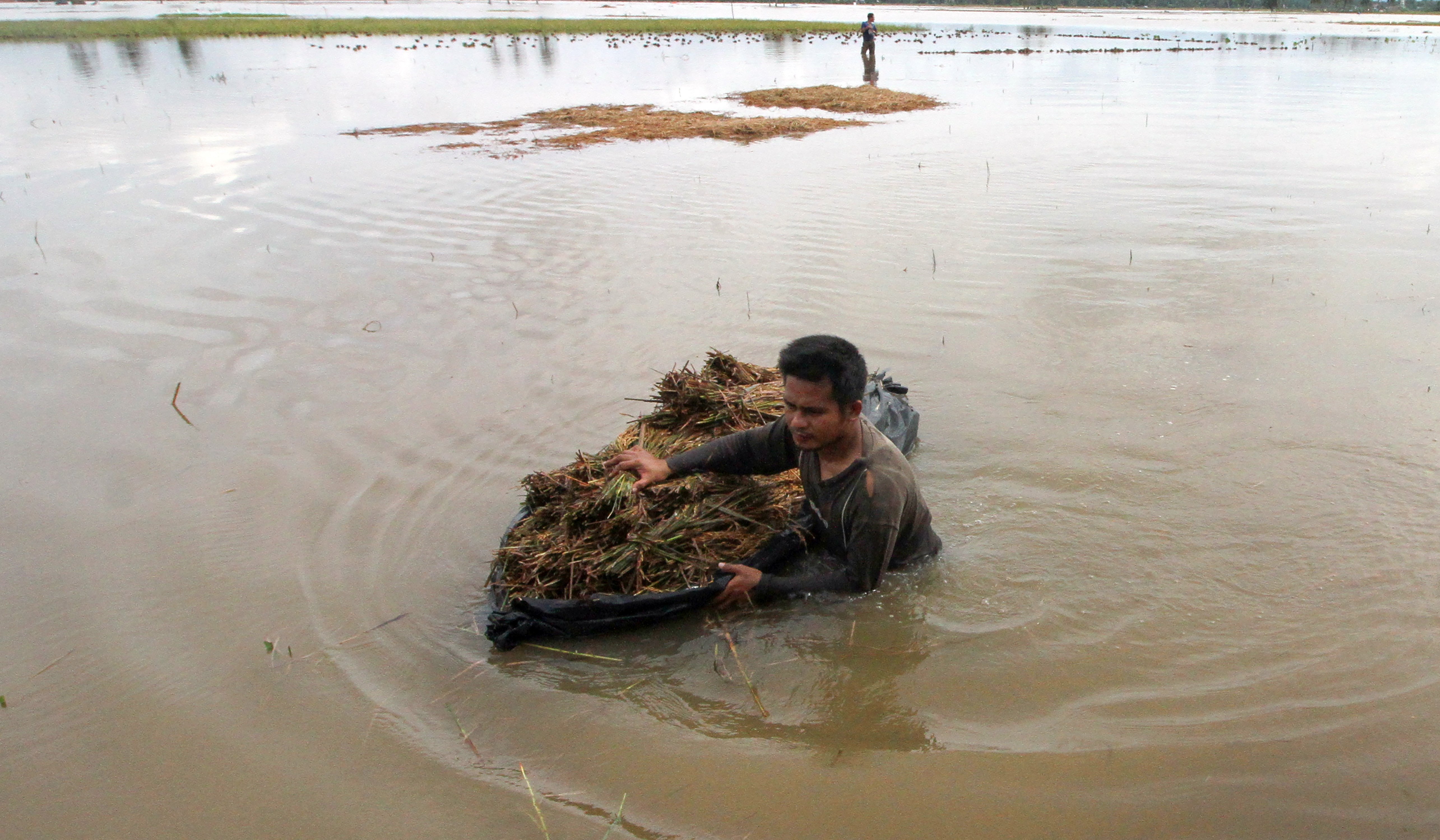 Petani membawa padi melintasi banjir usai panen di Desa Seumbok Rayeuk, Kecamatan Nibong, Kabupaten Aceh Utara, Aceh, Minggu (6/12)