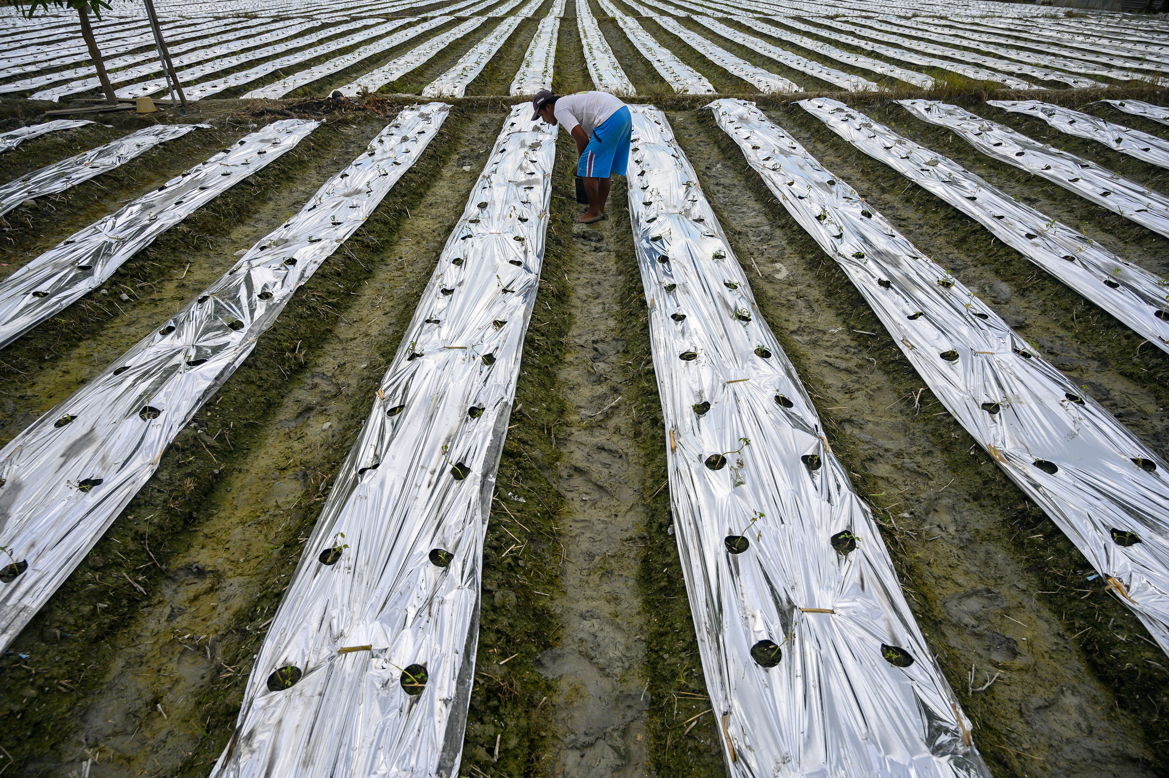 Petani menggarap lahan yang diupayakan melalui KUR