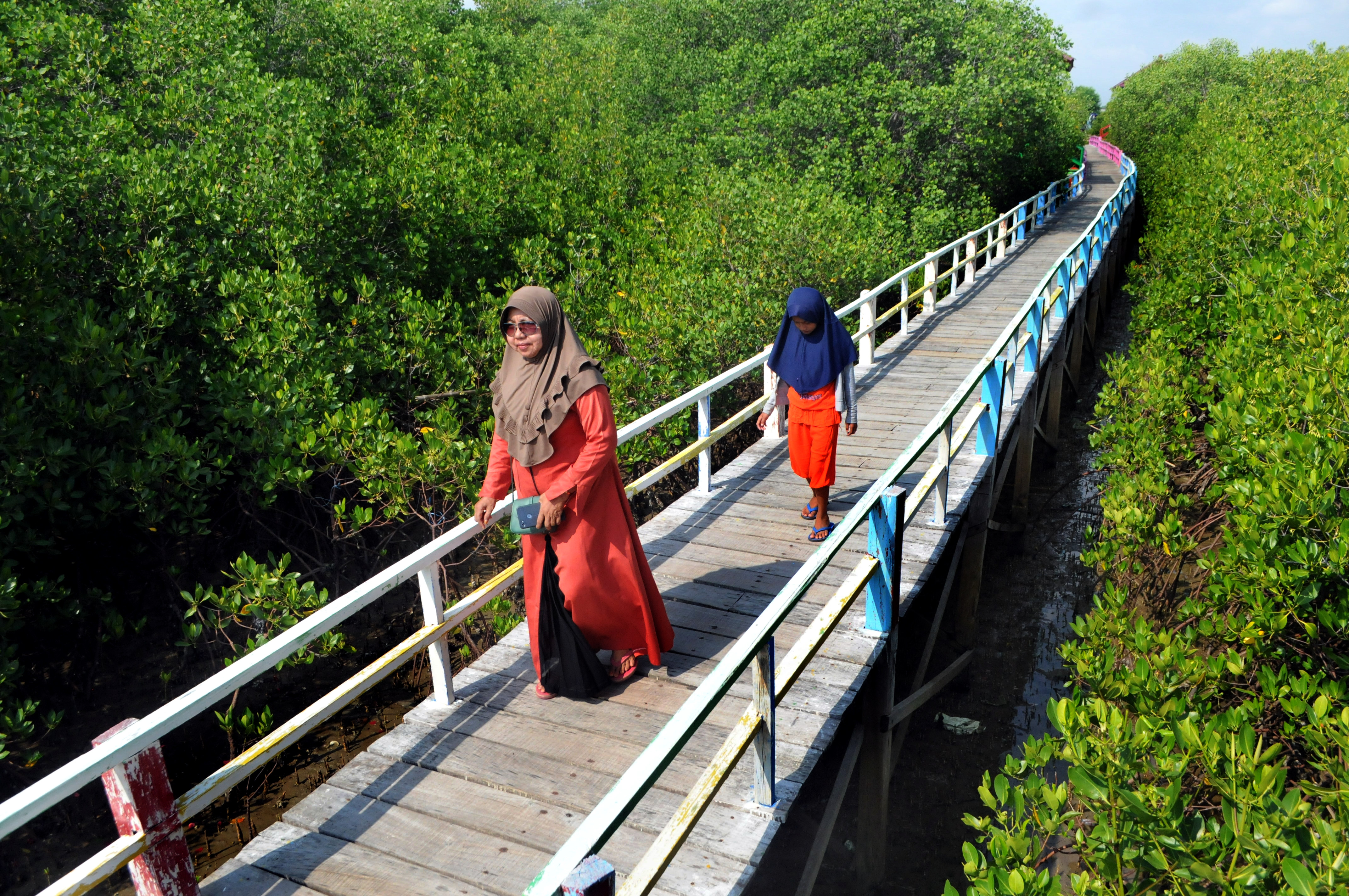 Perkuat Kebijakan Iklim, Pemulihan Gambut dan Mangrove Berlanjut