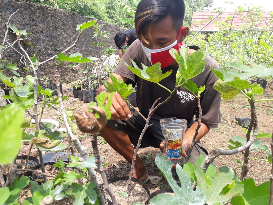 Petani Binaan Agathis T Farm sedang memanen dan melakukan pemupukan tanaman buah tin.