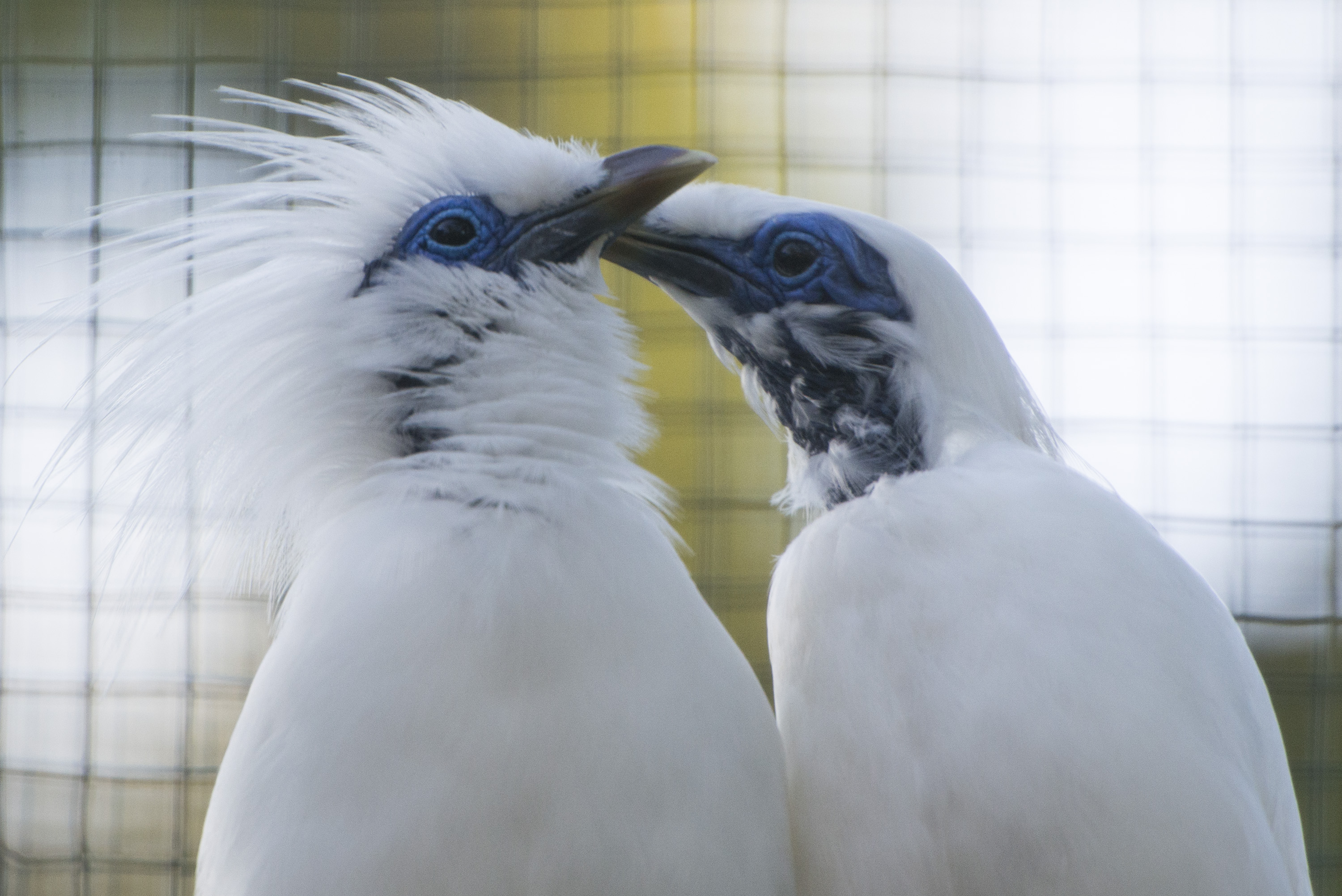 Sepasang burung Curik Bali (leucopsar rothschildi) atau Jalak Bali. 