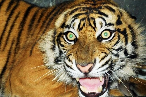 Harimau Masuk Kampung, Terkam Empat Kambing Warga Aceh Singkil 