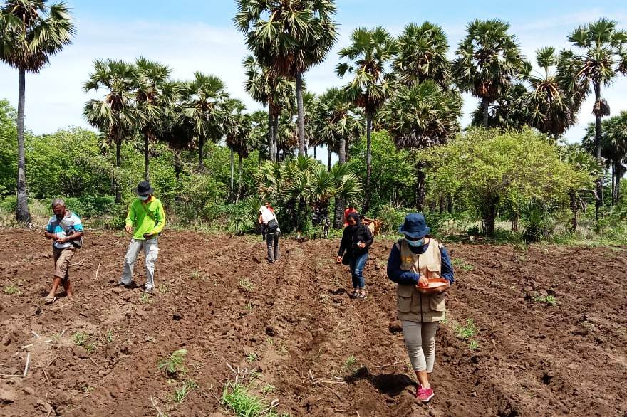 Operasi Bantu Tanam Pacu Realisasi Tanam di Zona Merah Erupsi