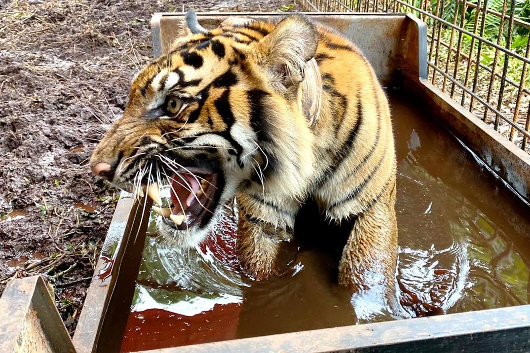 BBKSDA Riau KLHK sekitar pukul 09.00 WIB, Minggu (20/12), melepasliarkan Harimau Sumatra betina yang diberi nama Corina.