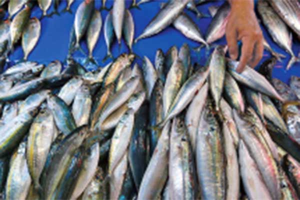 Ikan salah satu pencegah stunting