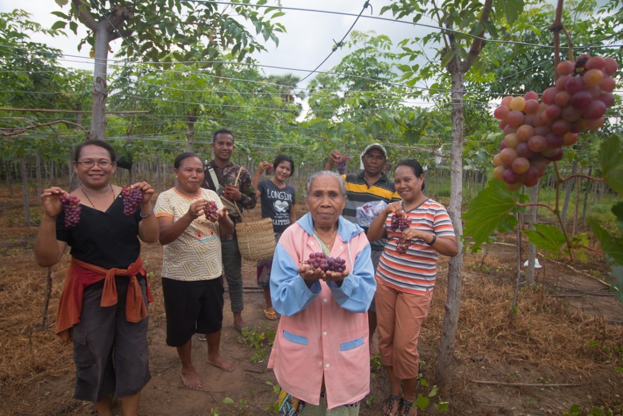 Panen anggur organik di Nagekeo.