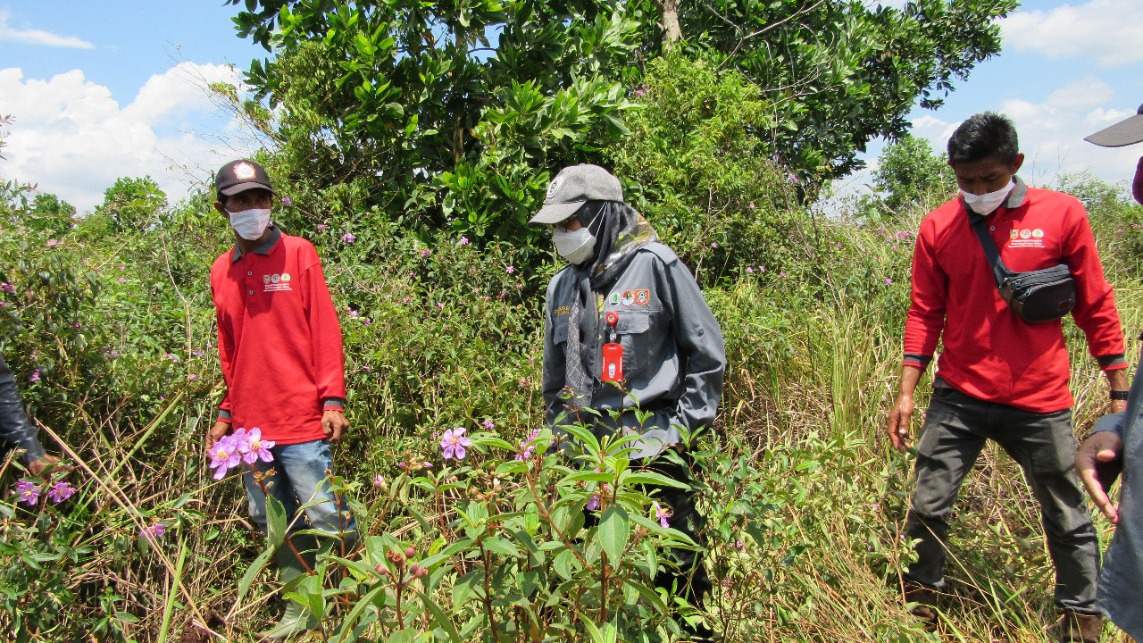  Pemantauan lahan gambut oleh Tim Restorasi Gambut Daerah (TRGD) Kalimantan Selatan.