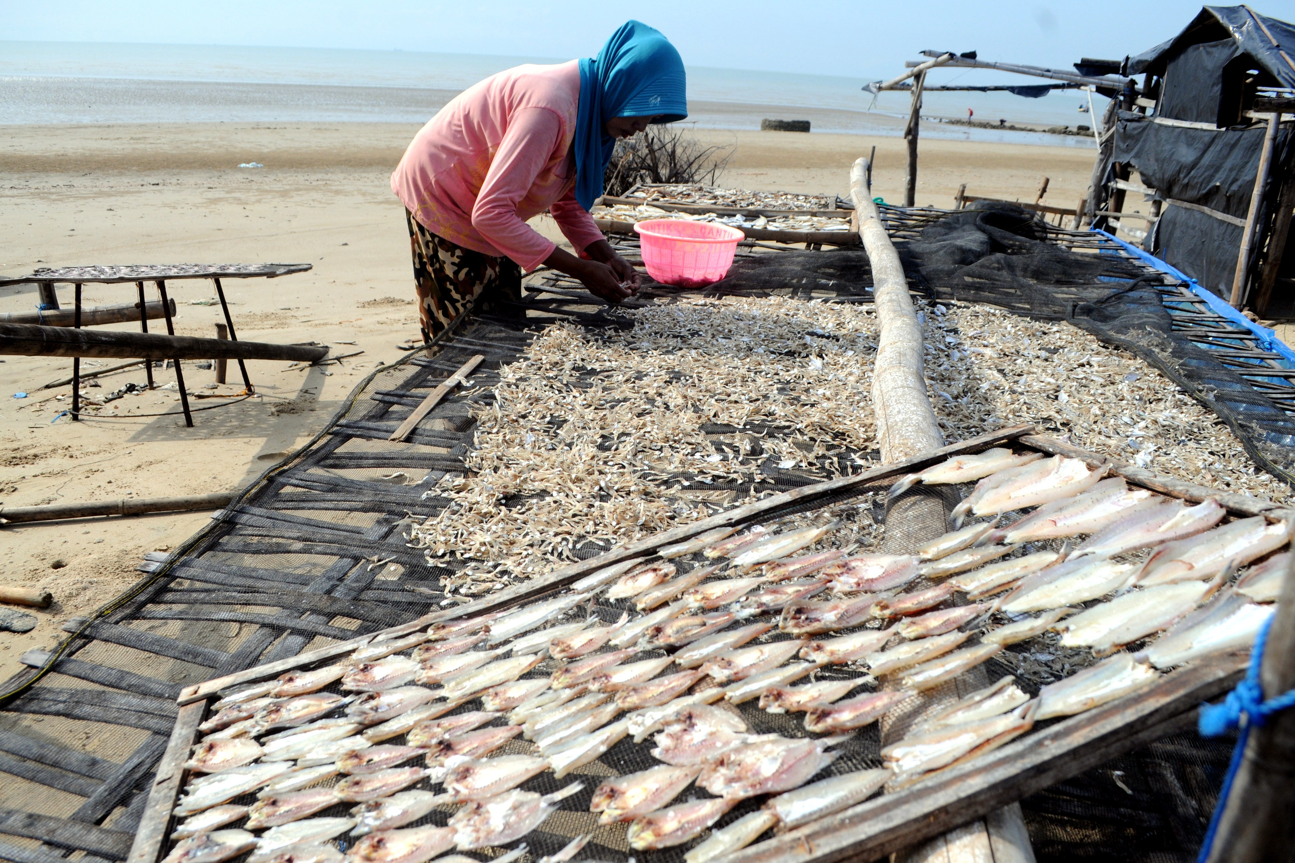 Seorang ibu menjemur ikan di Pantai Jumiang, Pamekasan, Jawa Timur, belum lama ini.