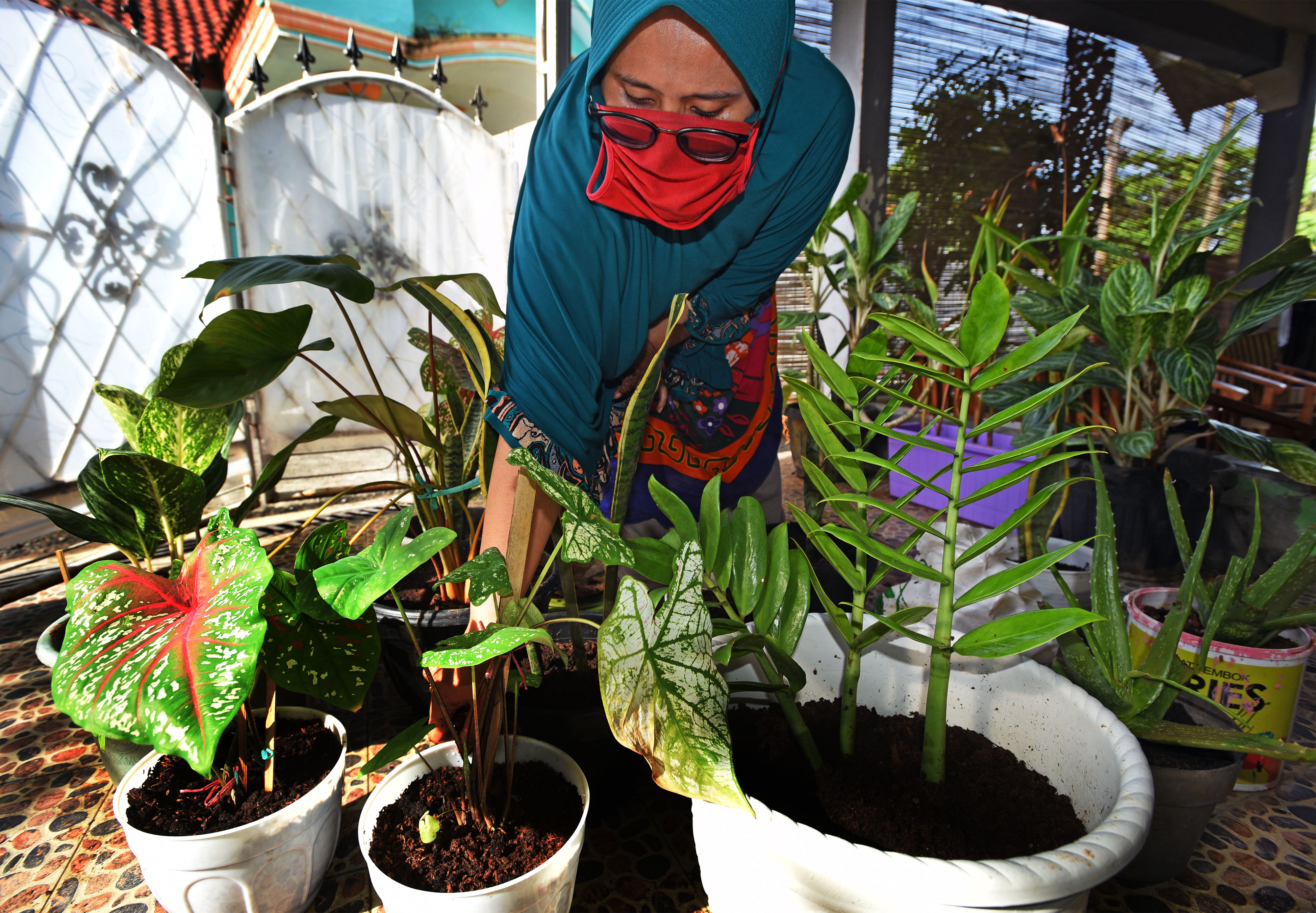 Tanaman hias jadi salah satu bisnis yang moncer di tengah pandemi Covid-19