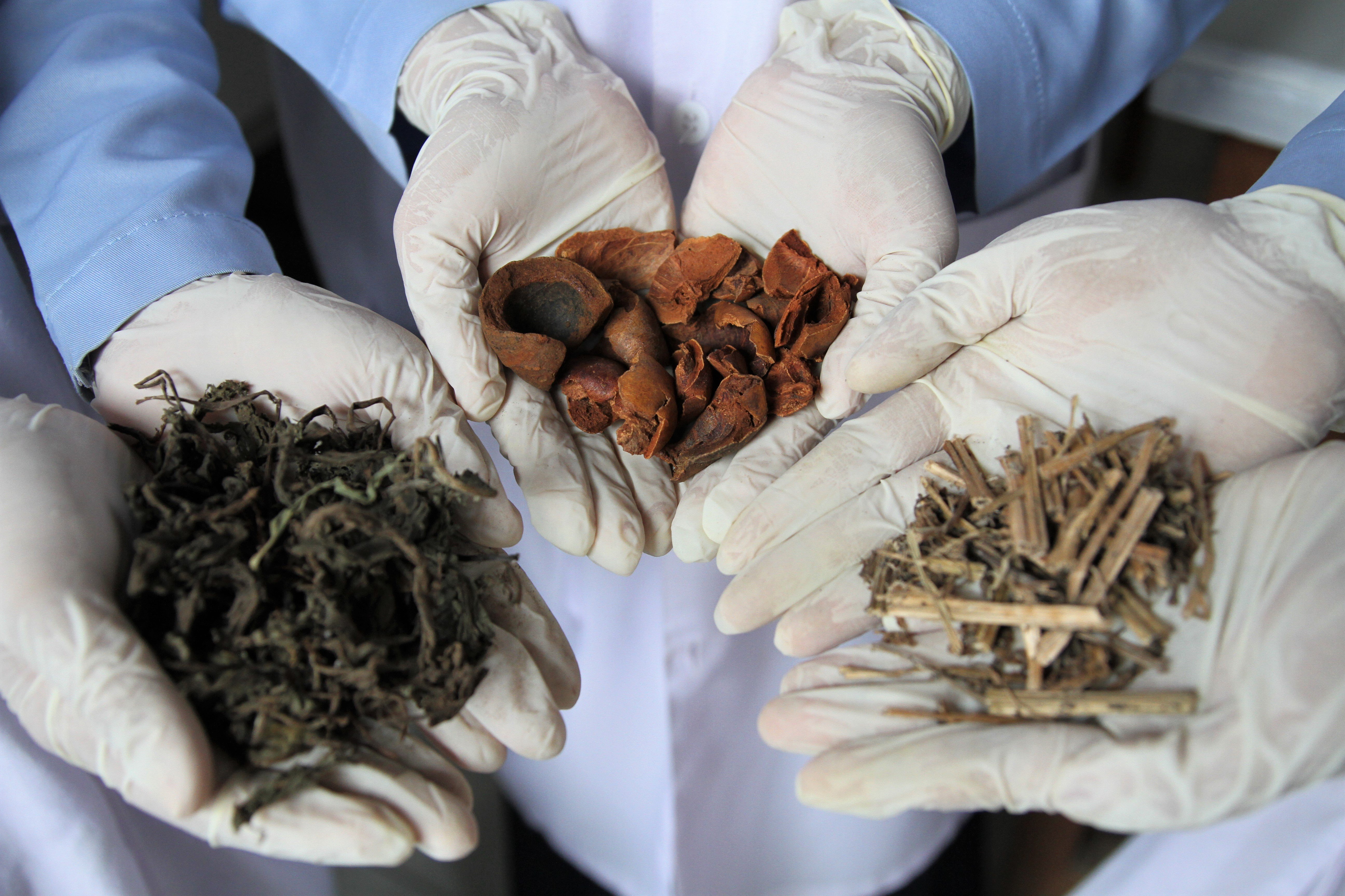 Mahasiswa menunjukan beberapa daun dan kulit buah untuk diteliti kasiatnya di Kampus Politeknik Bina Husada Kendari, Kendari, Rabu (10/6).