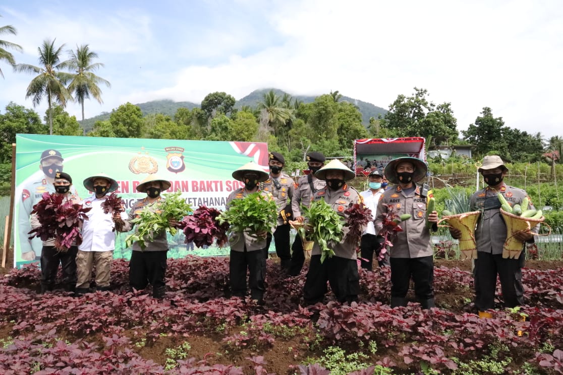 Dukung PEN, Polda Malut Panen Sayur Mayur