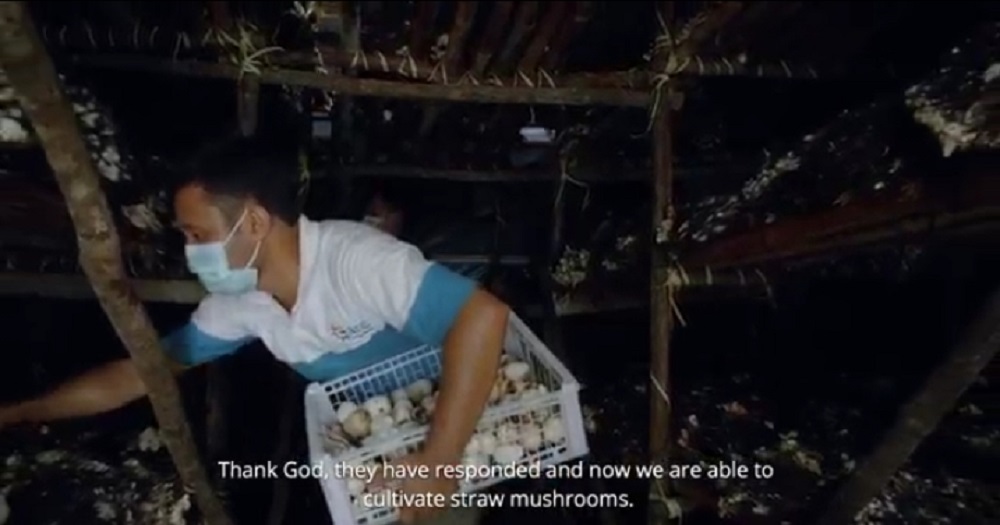 Budidaya jamur merang binaan Medco E&P