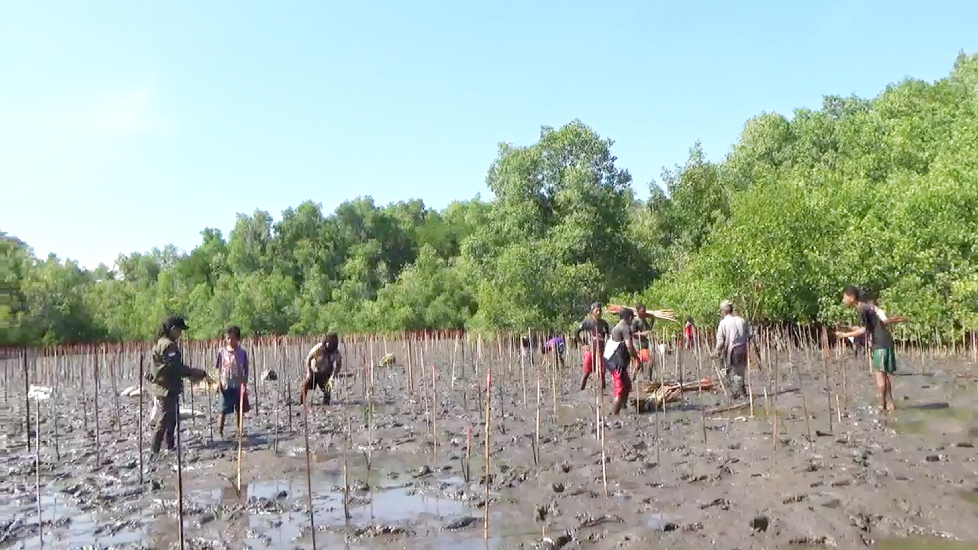 Petani di Sikka menanam anakan mangrove 