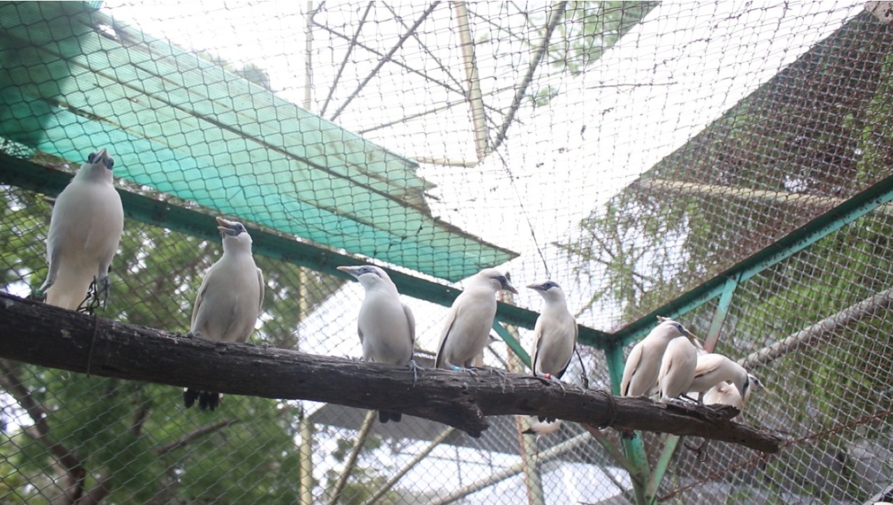 Burung jalak Bali atau curik Bali populasinya meningkat.   