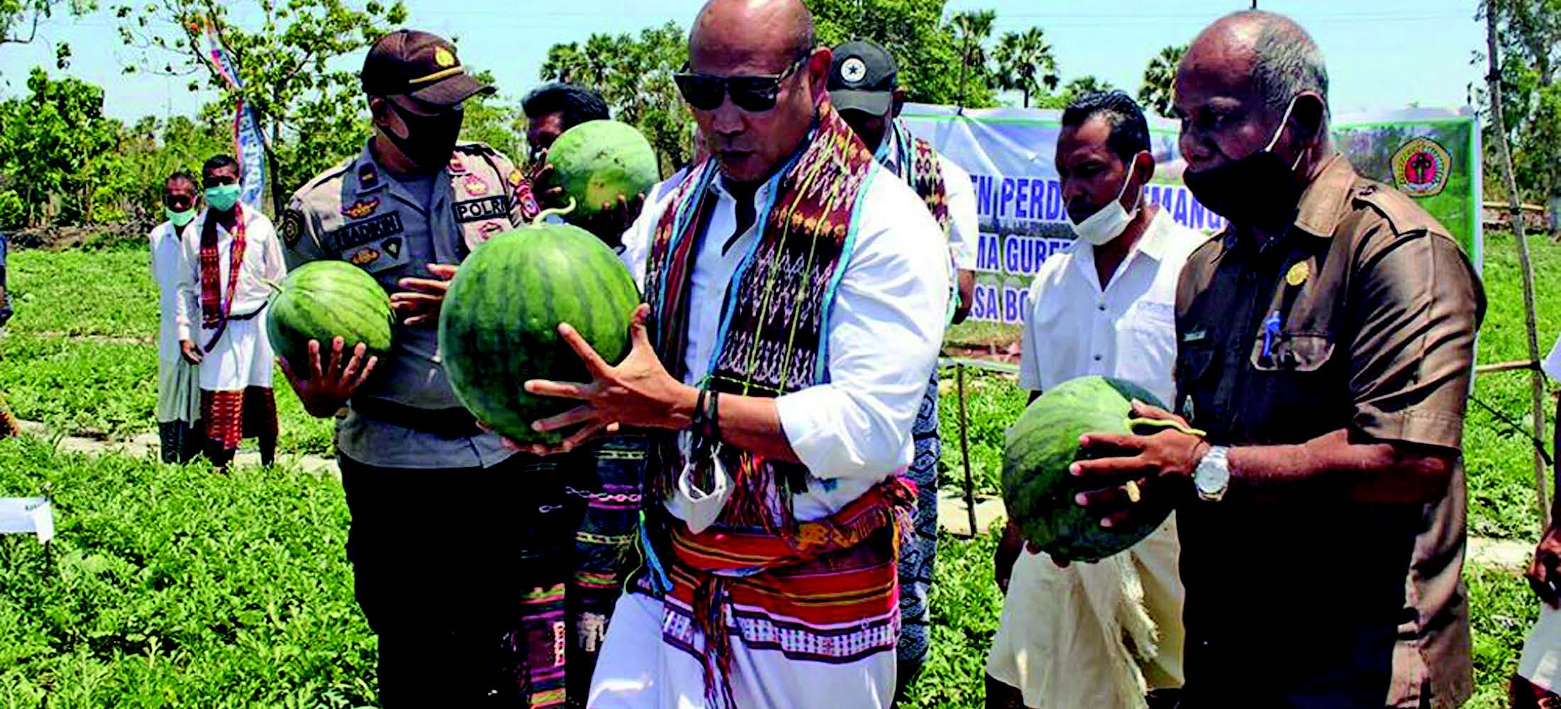 PANEN SEMANGKA: Gubernur NTT Viktor Laiskodat (tengah) memanen semangka nonbiji di kebun milik Kelompok Tani Mandiri Maju Bersama 