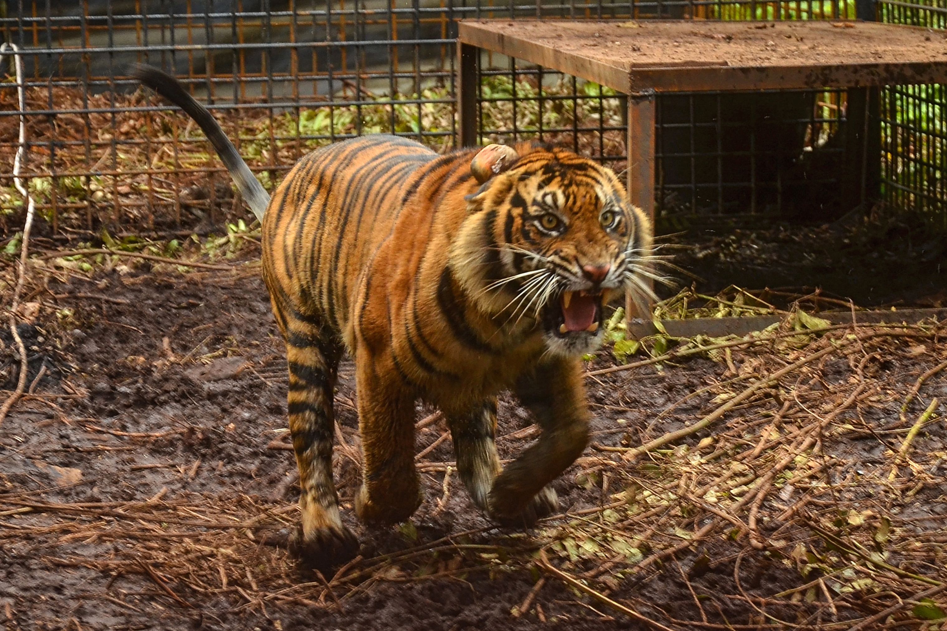 Corina, harimau Sumatra dilepasliarkan di Riau.