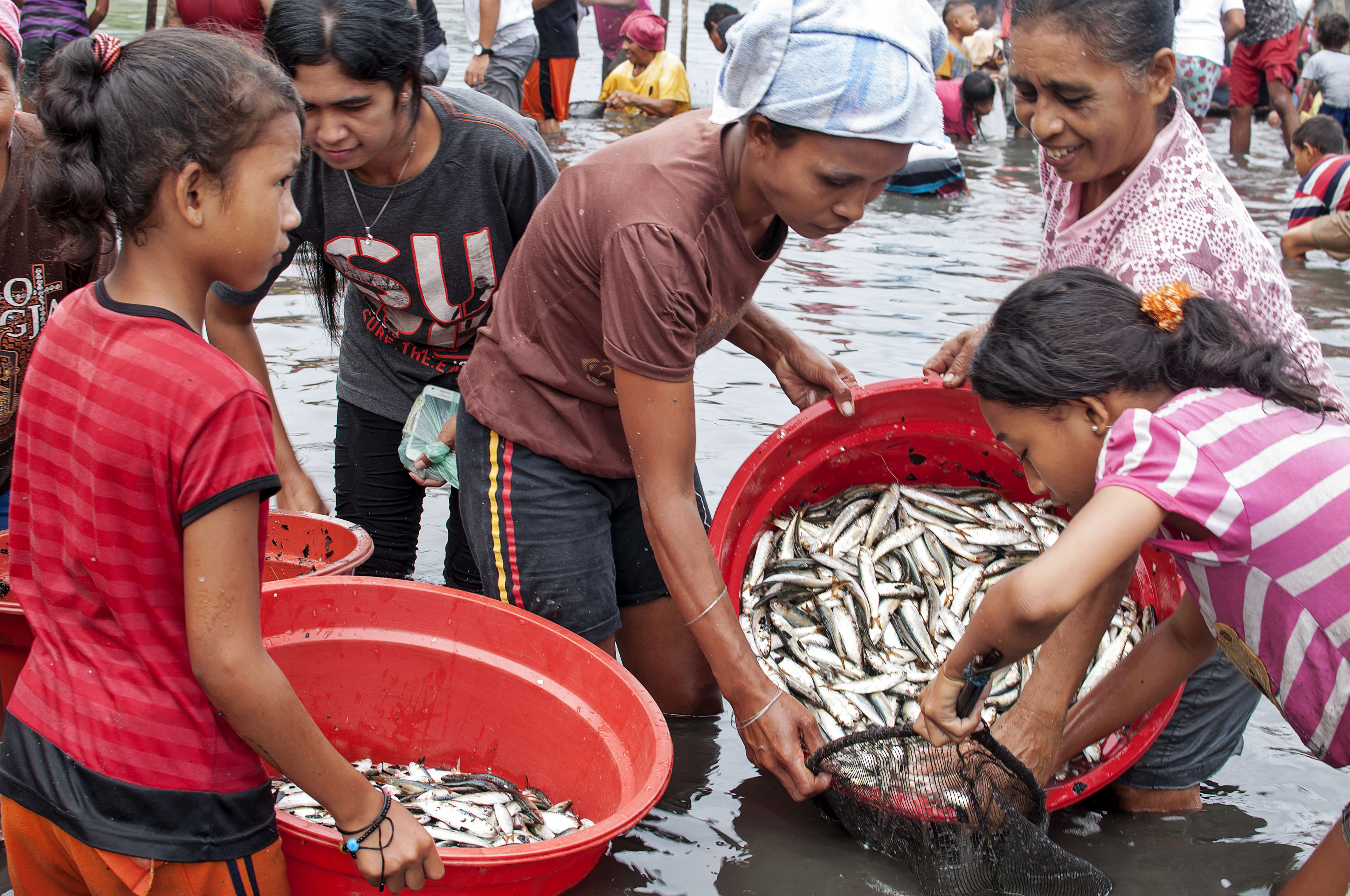  Warga mengangkut ikan lompa (Trisina baelama, sejenis ikan sardin kecil) saat ritual budaya Buka Sasi Lompa di Pulau Haruku, Maluku Tengah.
