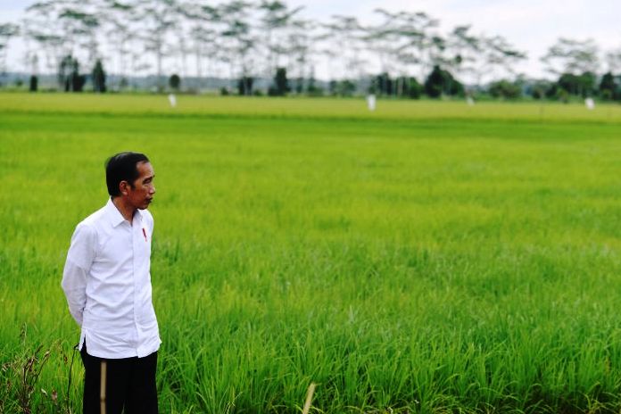 Presiden Joko Widodo saat mengunjungi lokasi lumbung pangan di Kalteng.
