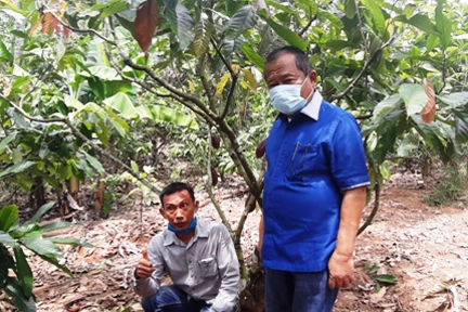 Segera Selamatkan Kakao Indonesia