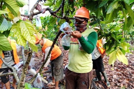 Tingkatkan Kualitas Kakao dengan Masker