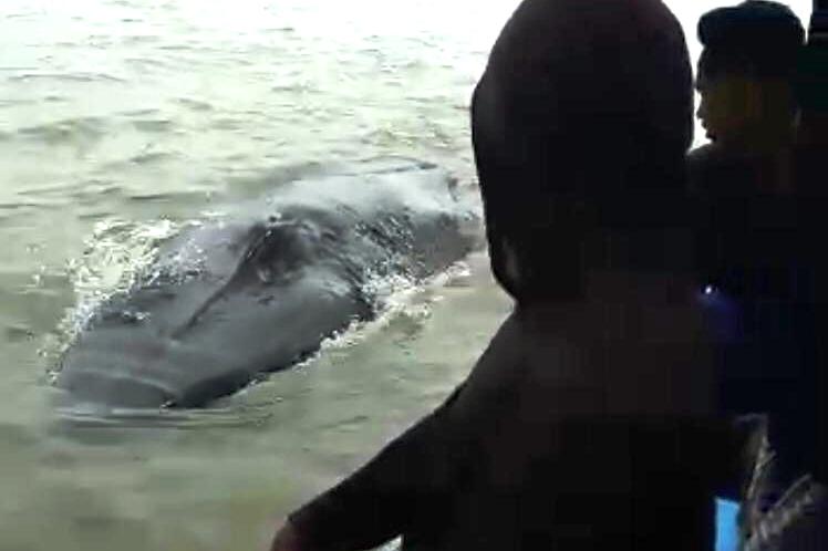 Paus yang terjebak lumpur di Tanjung Kait, Kecamatan Tulung Selapan, OKI akhirnya bebas ke laut lepas.