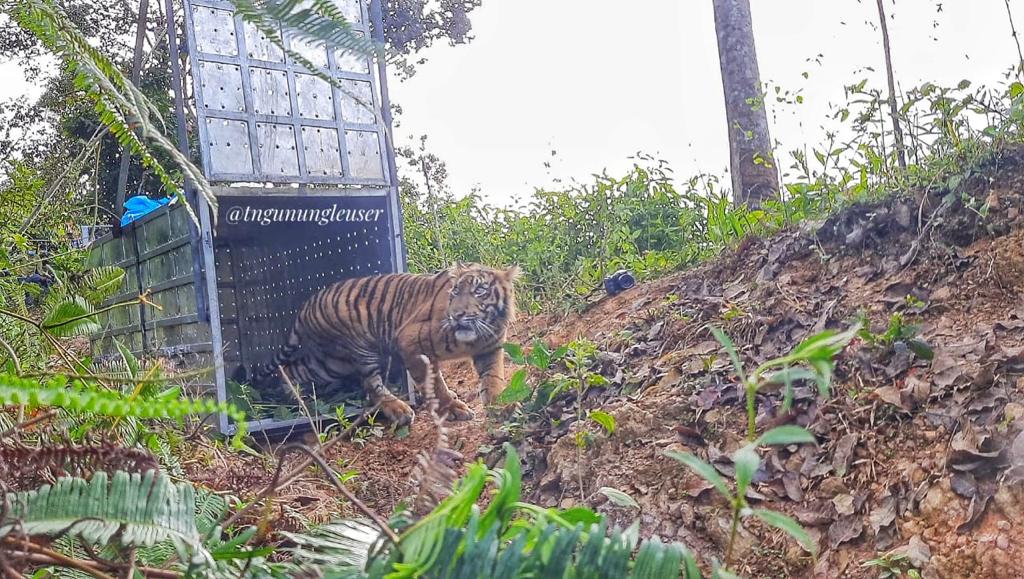 Harimau Sumatra Danau Putra dikembalikan ke habitat aslinya, Taman Nasional Gunung Leuser, Aceh.