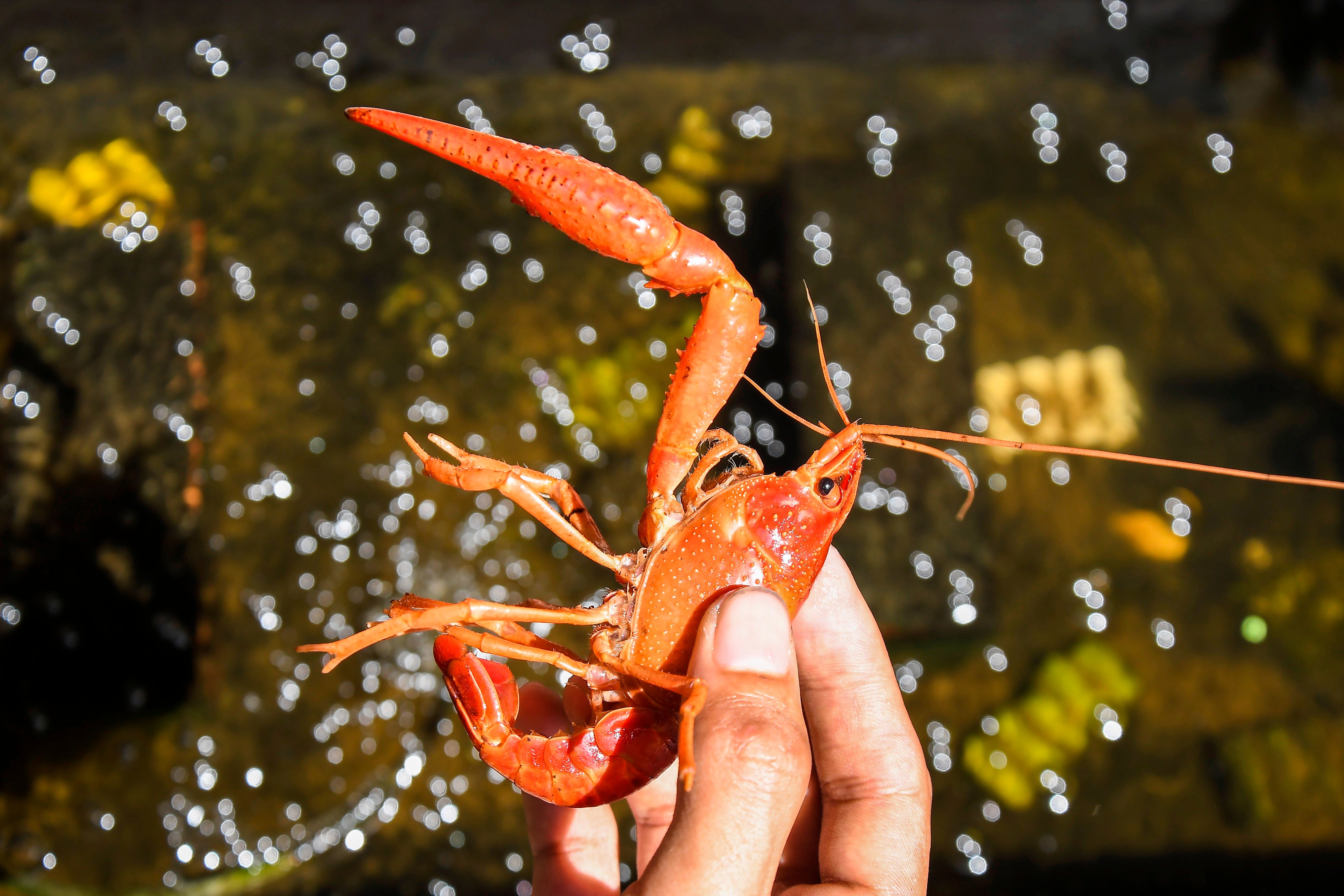 Petani menempatkan lobster hias air tawar ke kolam pembenihan di tempat pembudidayaan Desa Wangunharja, akhir tahun lalu.