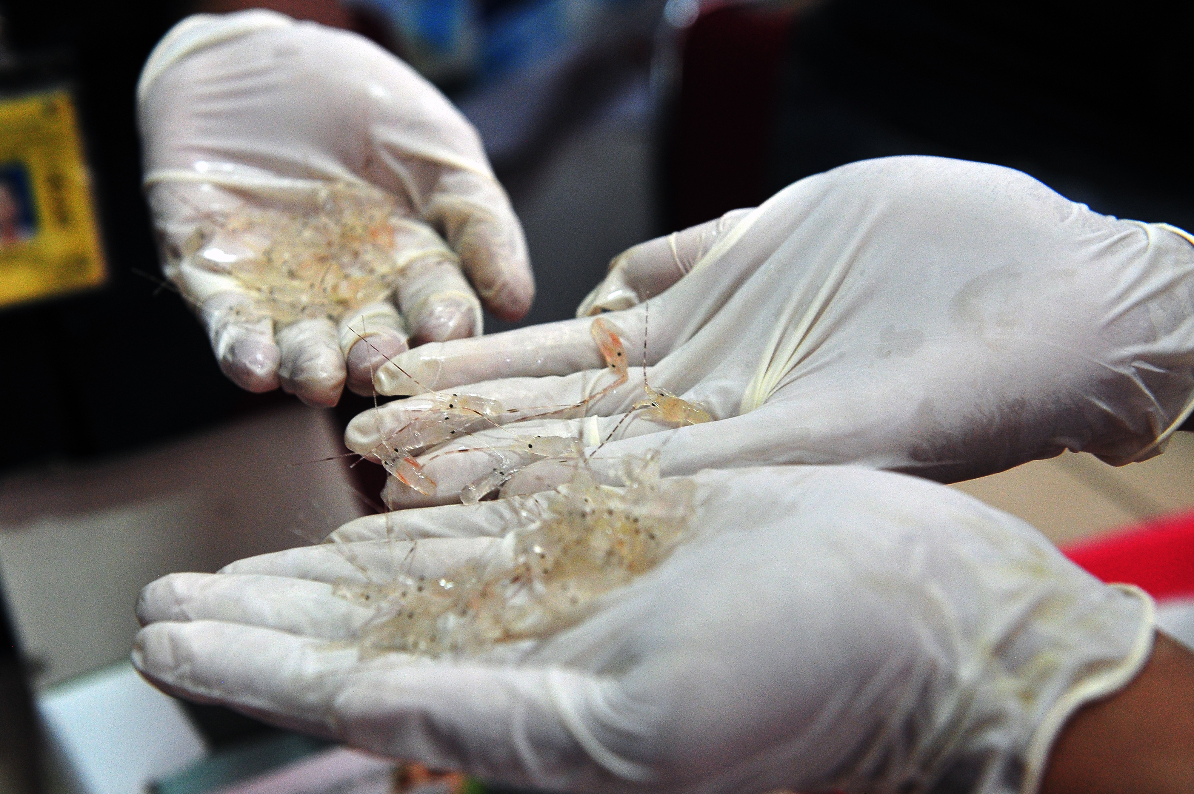 Ilustrasi benih lobster