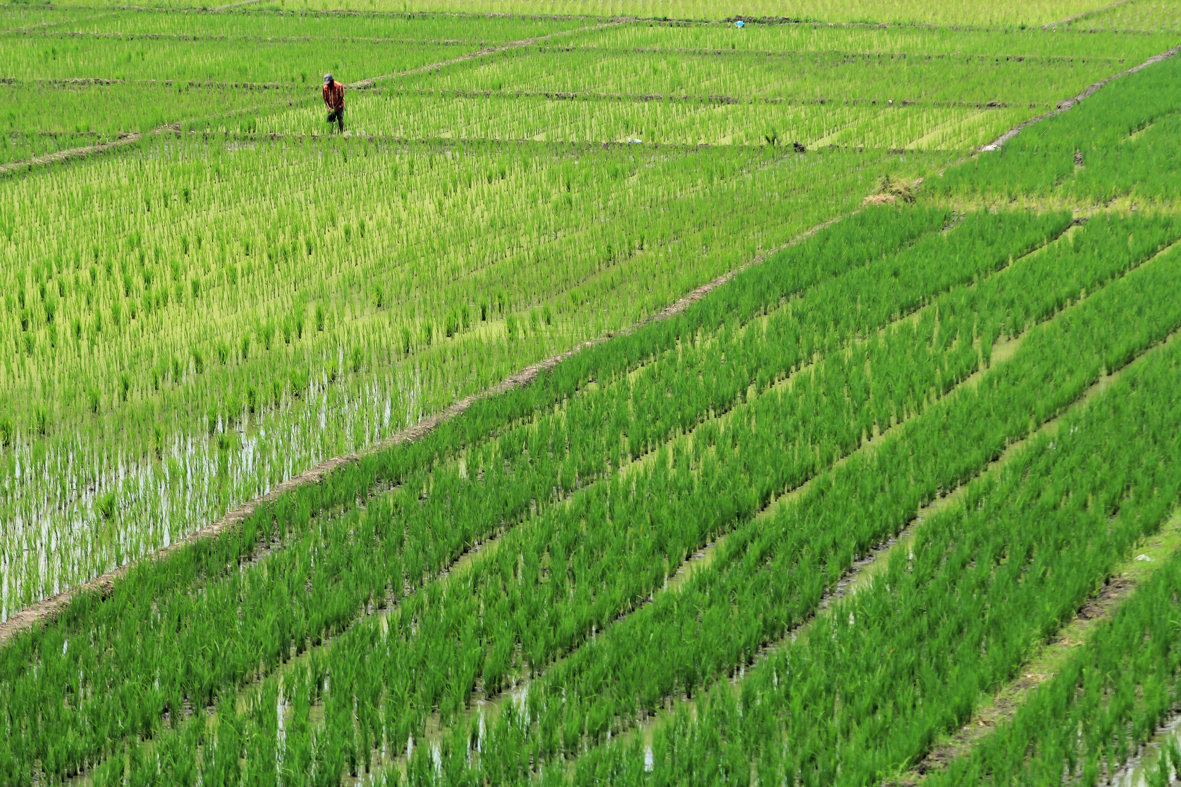 TARGET PRODUKSI PADI 2021: Petani menanam padi di areal sawah desa Tegal karang, Palimanan, Cirebon, Jawa Barat, Kamis (24/12/2020). 