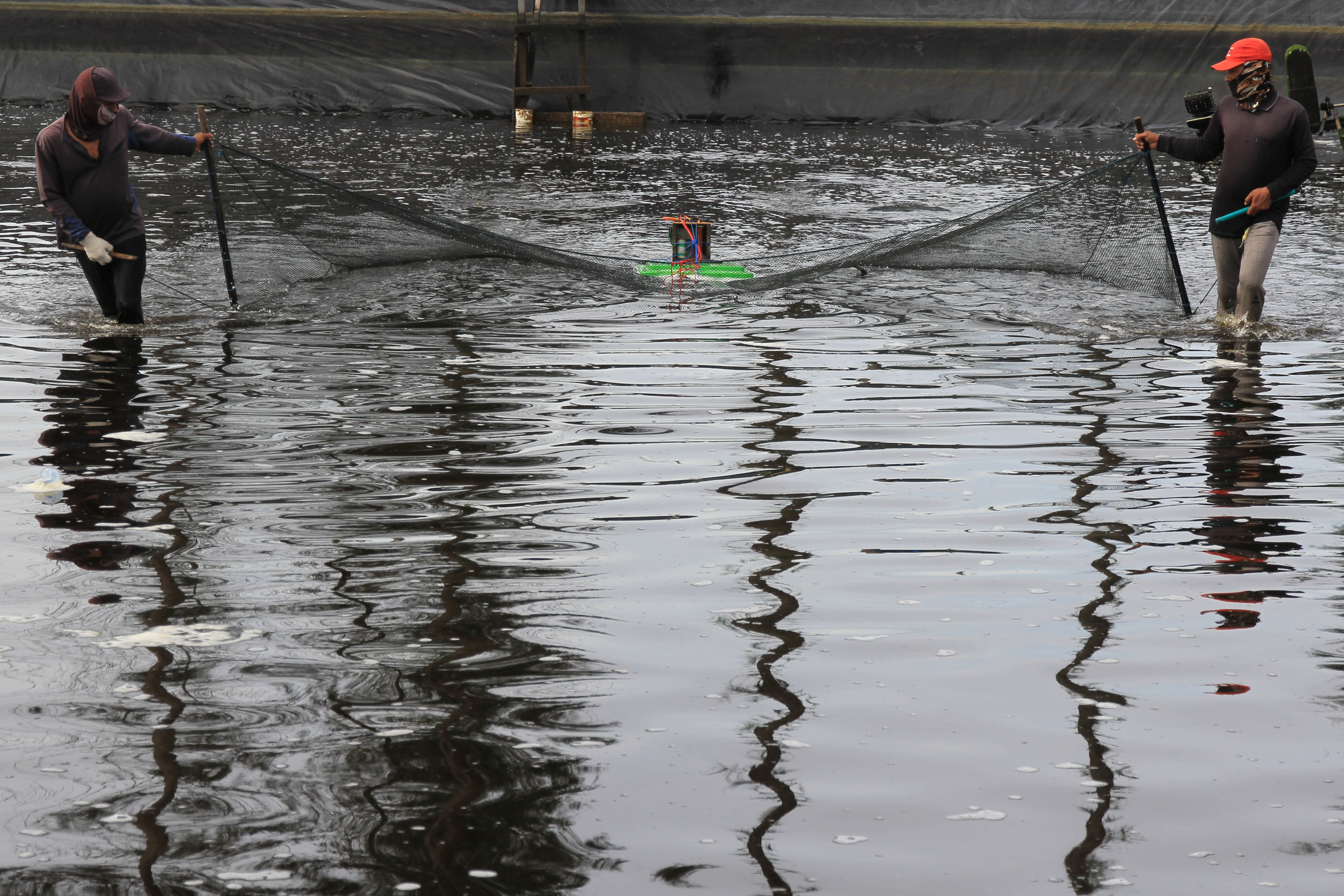 Ilustrasi: Sejumlah pekerja memanen udang vaname binaan TNI AD di area tambak udang Desa Suak Seukee