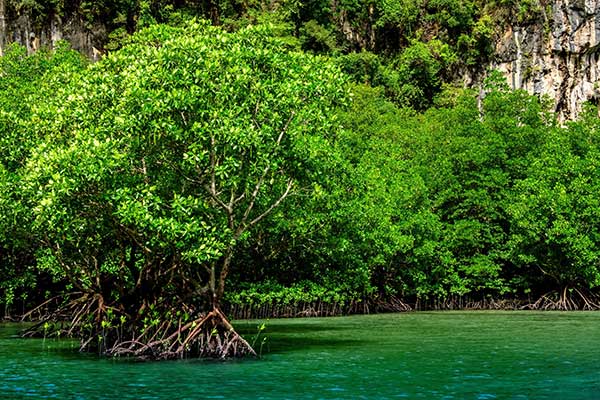 Hutan mangrove