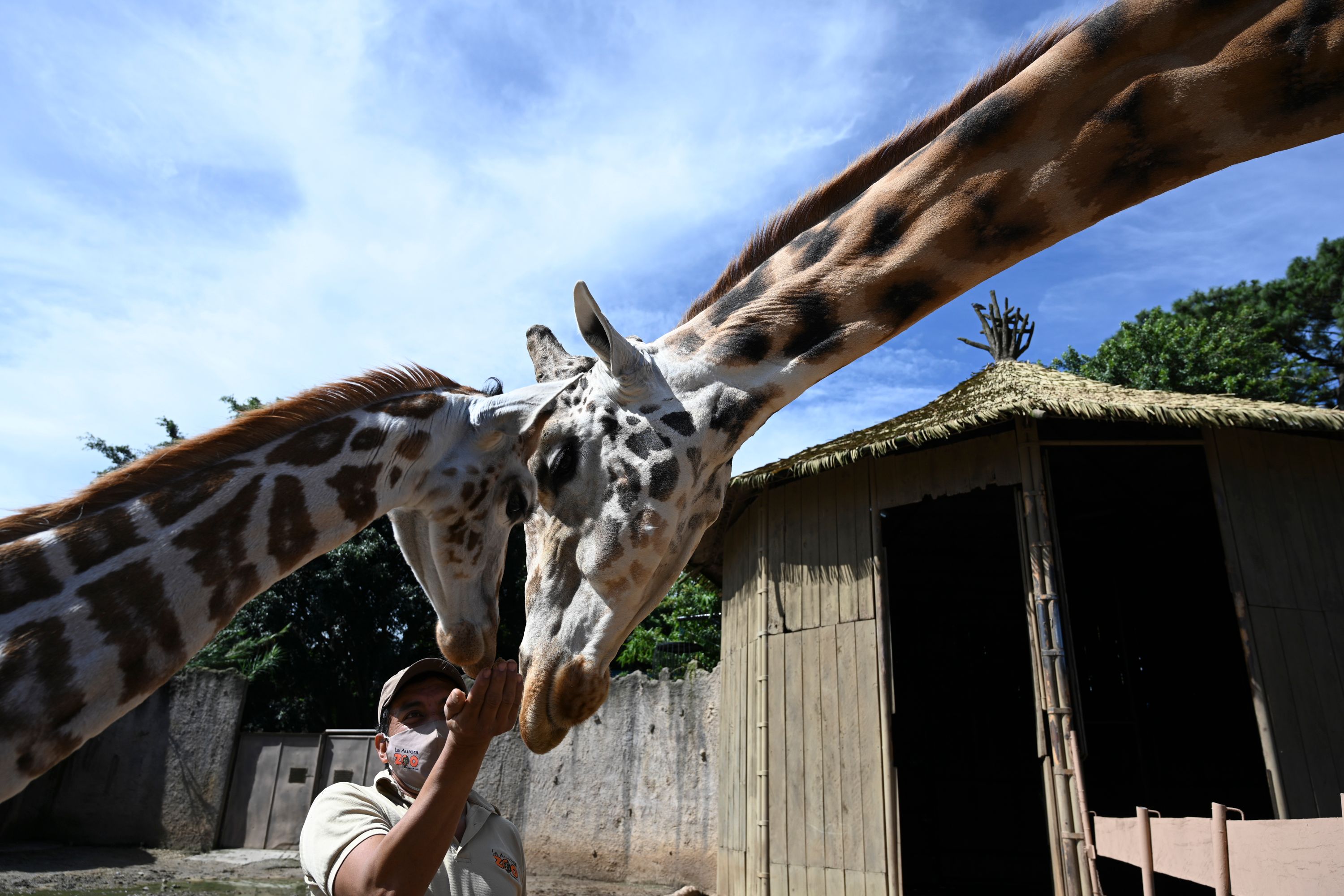 Nihil Pemasukan, Kebun Binatang Yunani di Ujung Tanduk