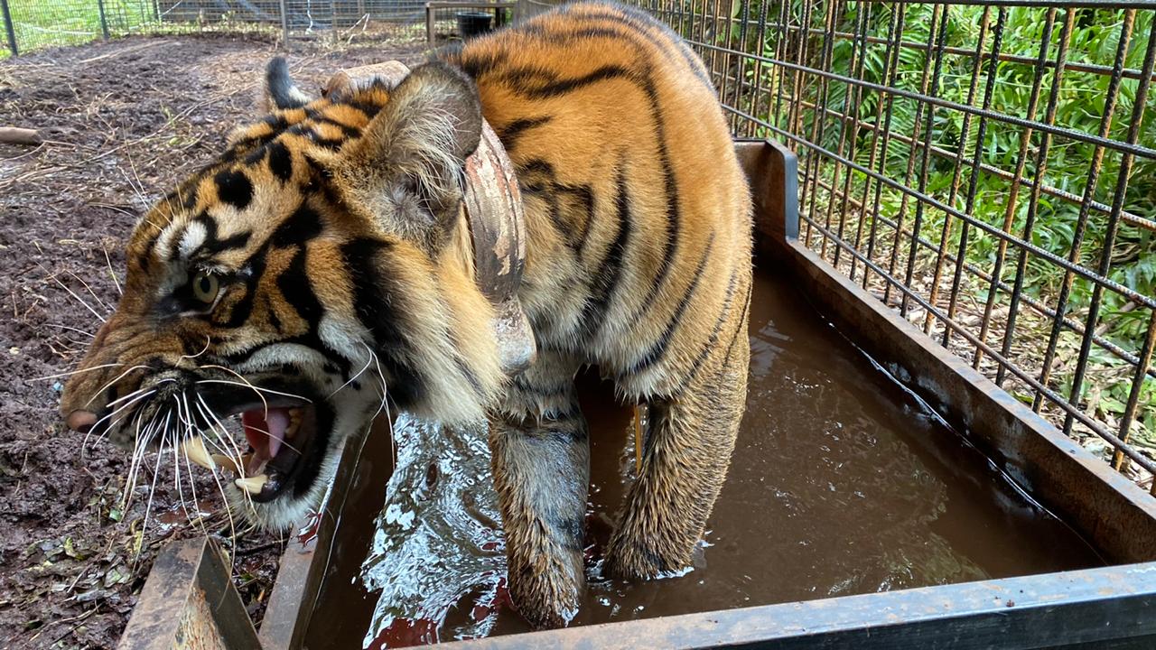 BKSDA Blitar Klarifikasi Video Harimau Loreng di Hutan Jati