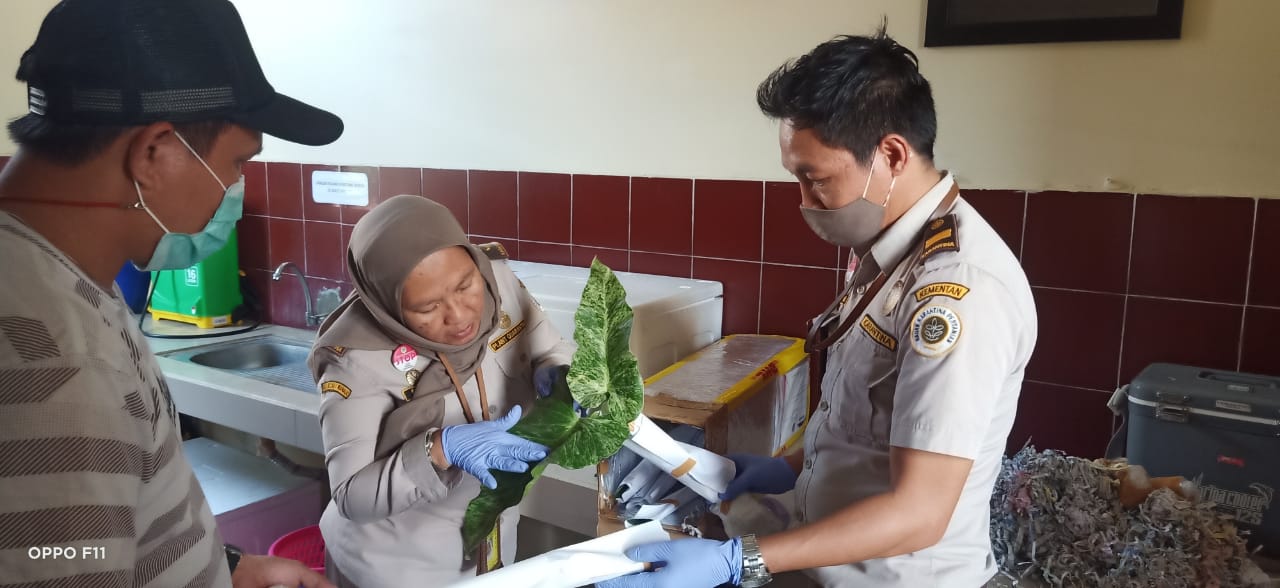 Petugas meneliti tanaman yang siap diekspor di Karantina Pertanian Manado, Sulawesi Utara. 