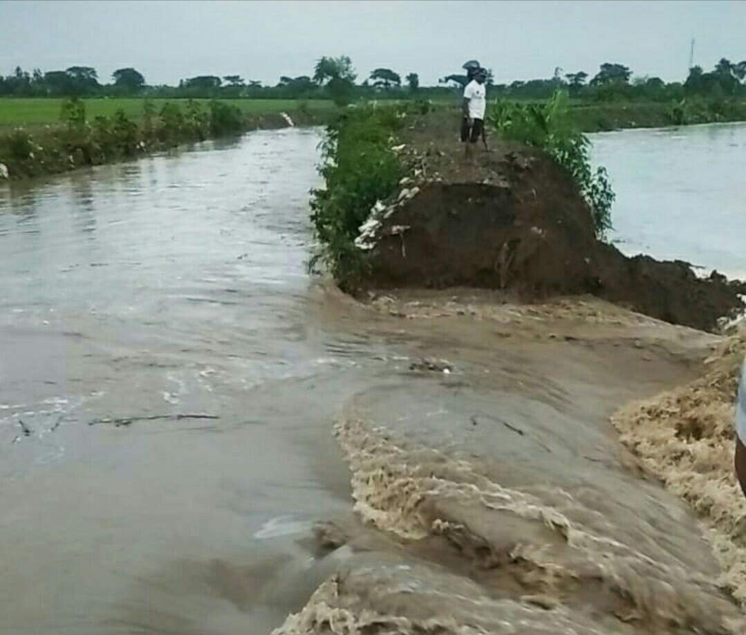 Tanggul Sungai Gamping di Desa Burikan dan Sungai Padangan di Desa Karangasem, Kecamatan Cawas, Klaten, jebol dan menggenani persawahan.