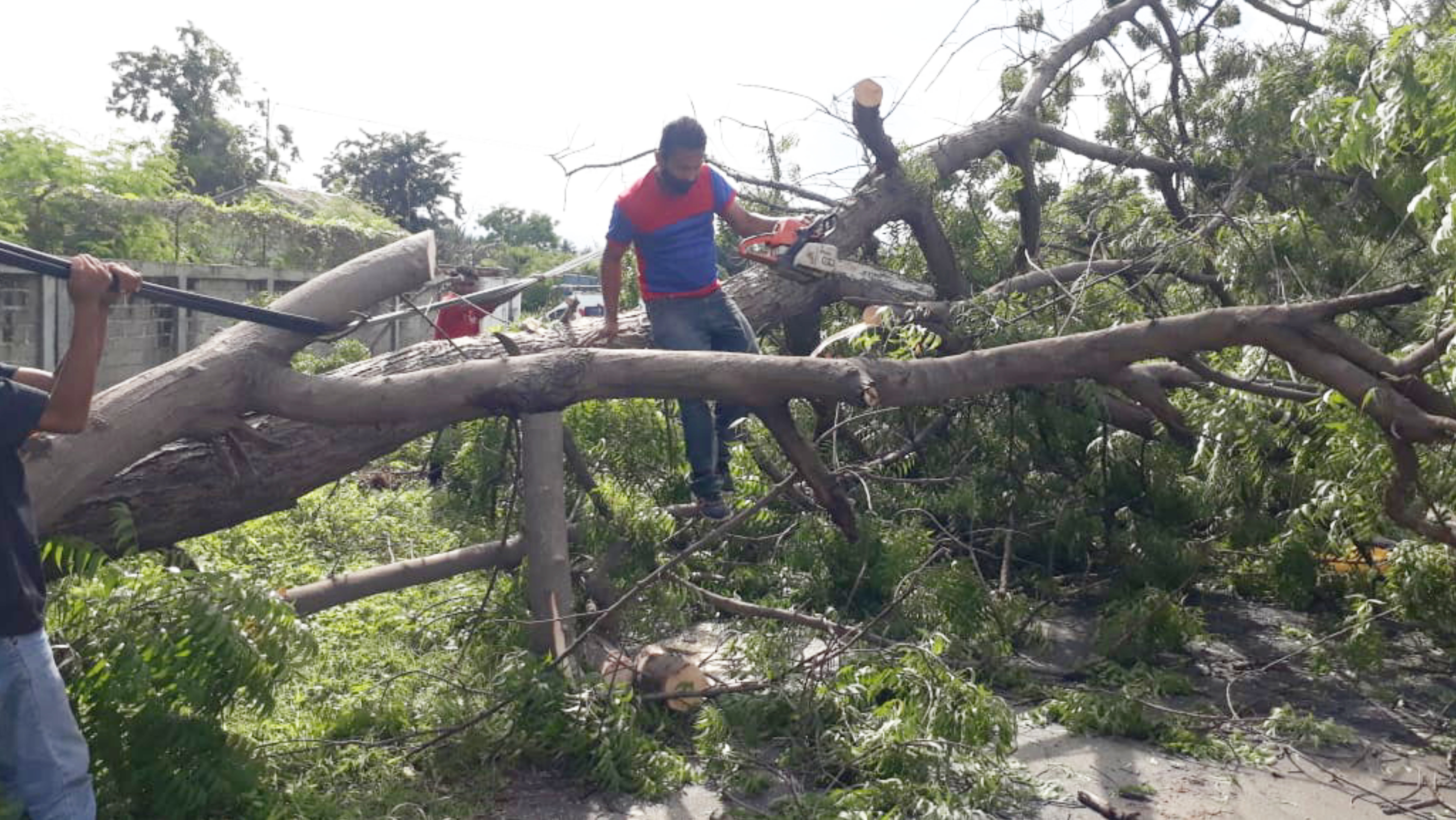 Petugas membersihkan pohon tumbang di Kelurahan Wailiti, Kecamatan Alok Barat, Kabupaten Sikka, Nusa Tenggara Timur (NTT) 