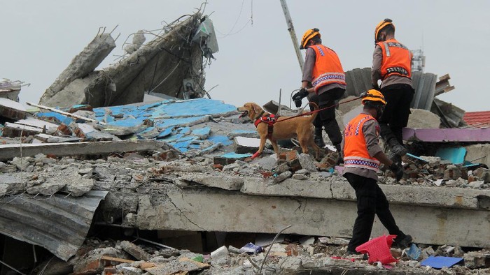 Anggota polisi dengan bantuan Unit Satwa K9 Mades Polri di Rumah Sakit Mitra Manakarra yang runtuh akibat gempa bumi di Mamuju, Sulbar.