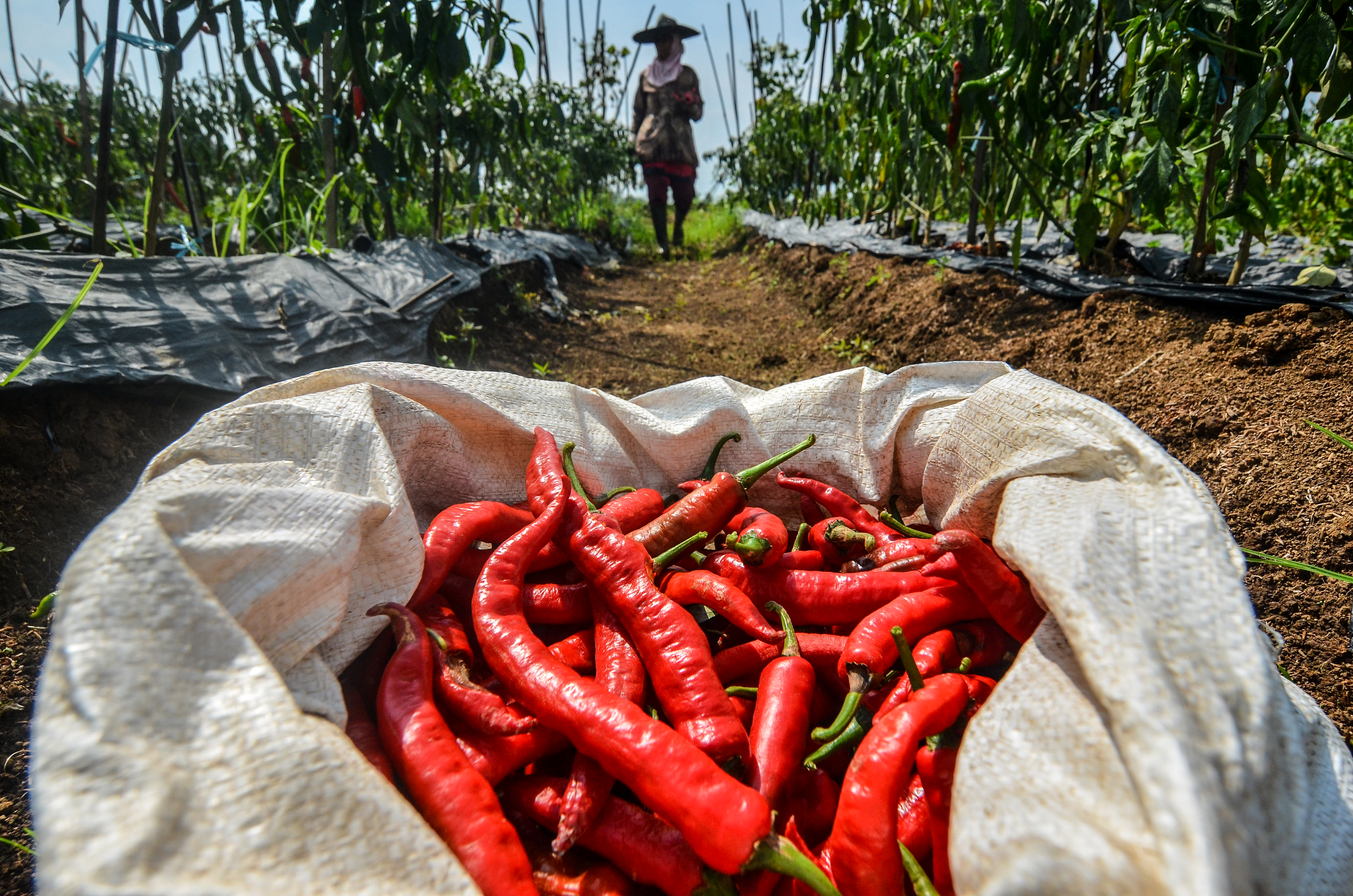 Badan Pusat Statistik (BPS) mencatat nilai ekspor pertanian pada Desember 2020 mengalami kenaikan sebesar 16,61% (yoy).