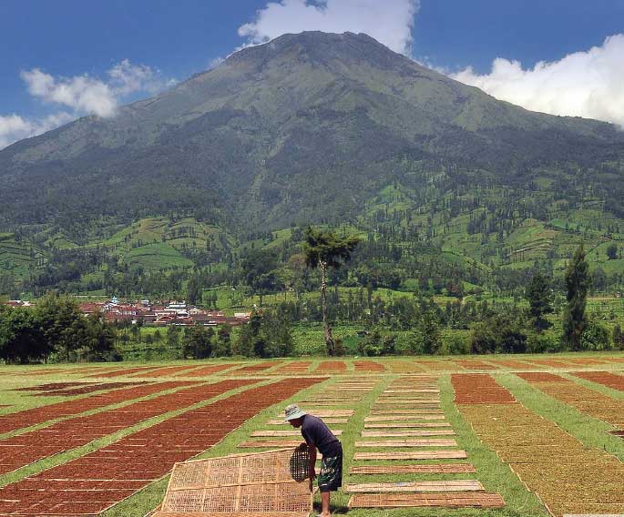 Warga menjemur tembakau rajangan di lapangan kawasan lembah Sindoro- Sumbing Desa Kledung, Temanggung, Jawa Tengah, Senin (5/9/2020).