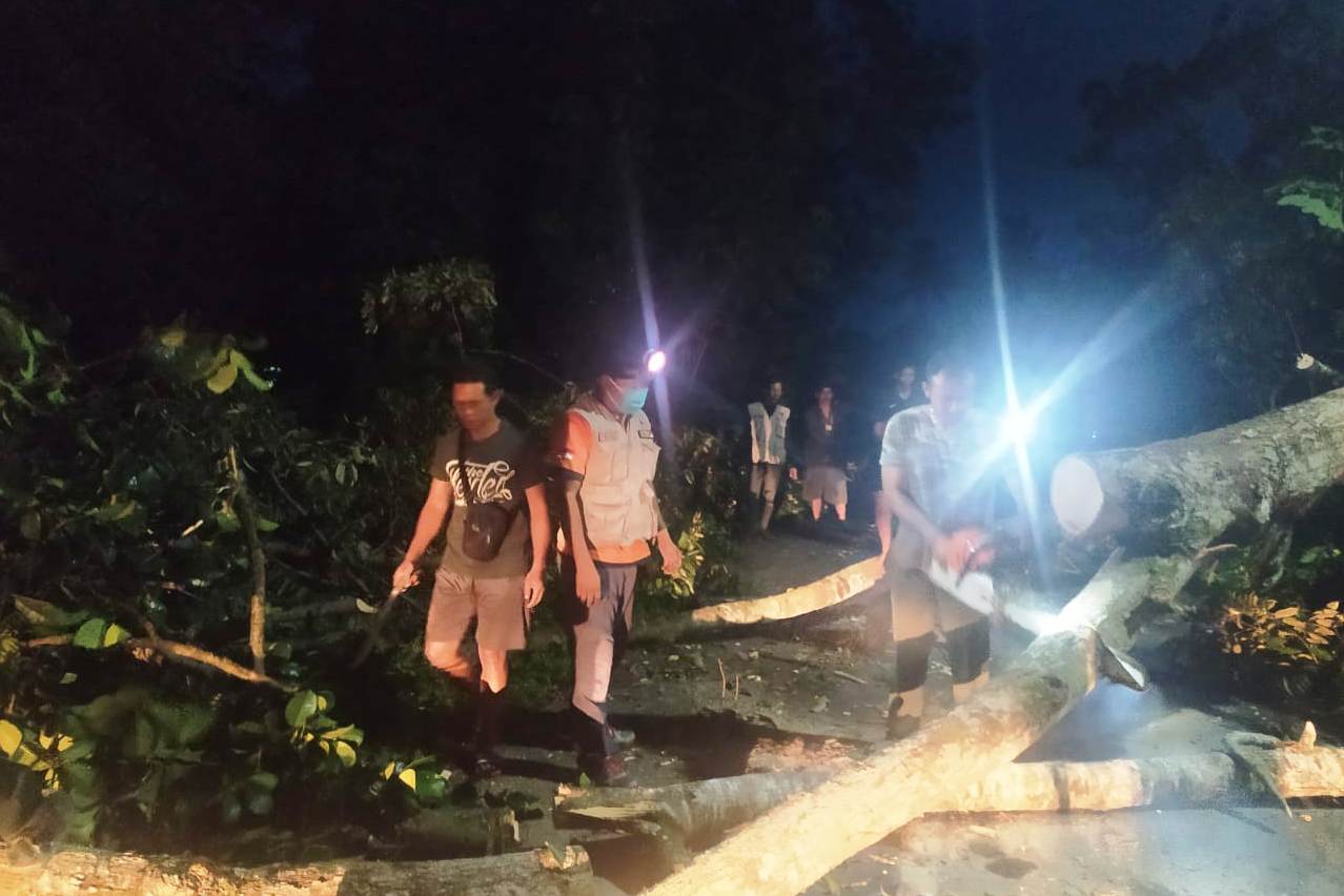 Cuaca ekstrem di Babel menyebabkan banyak pohon tumbang.