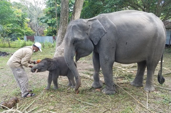Gajah jinak di Pusat Latihan Gajah Minas, Kabupaten Siak, beberapa waktu lalu.