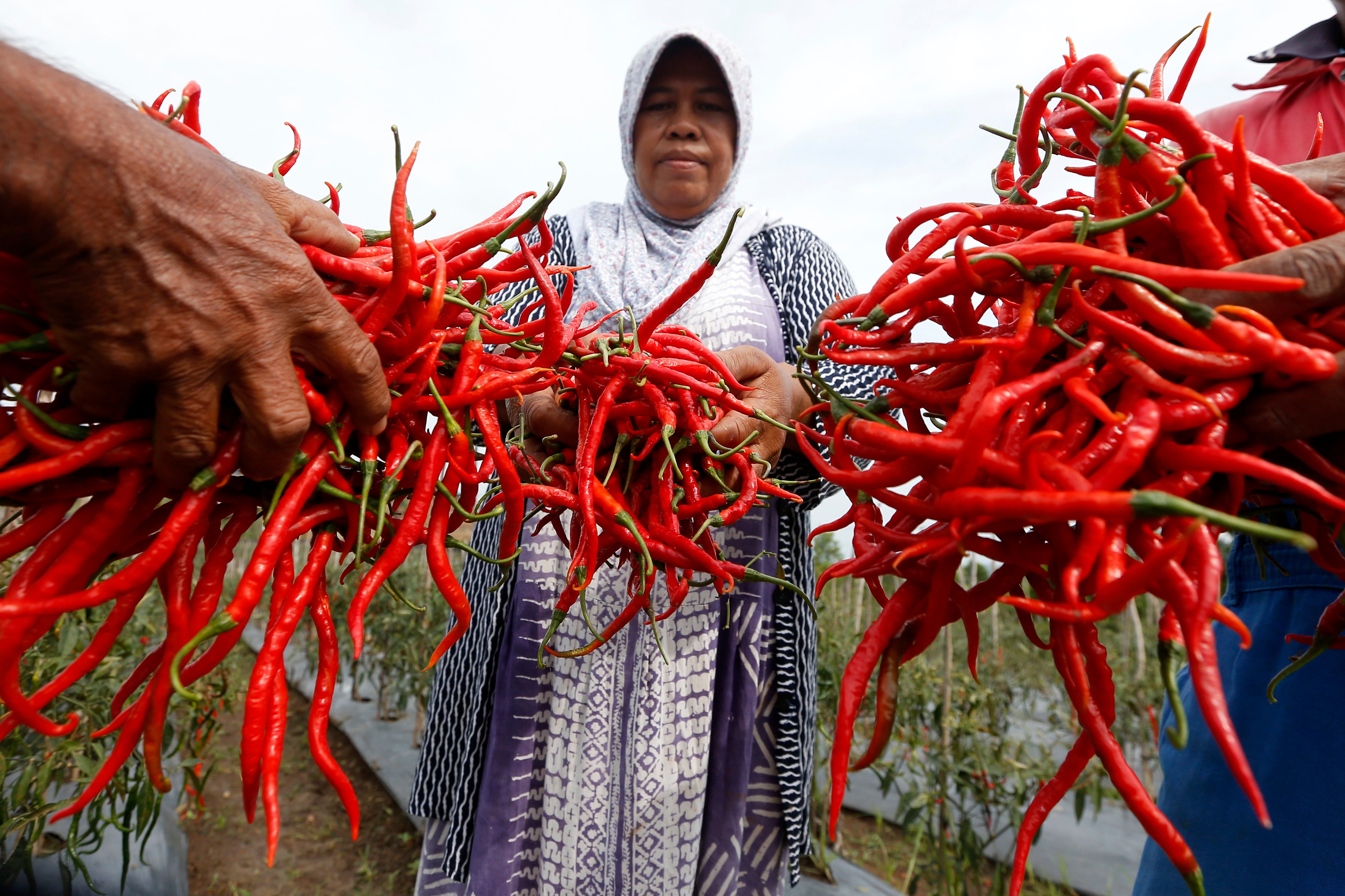 Petani di Aceh menunjukkan cabai hasil panen dari pertanian mandiri