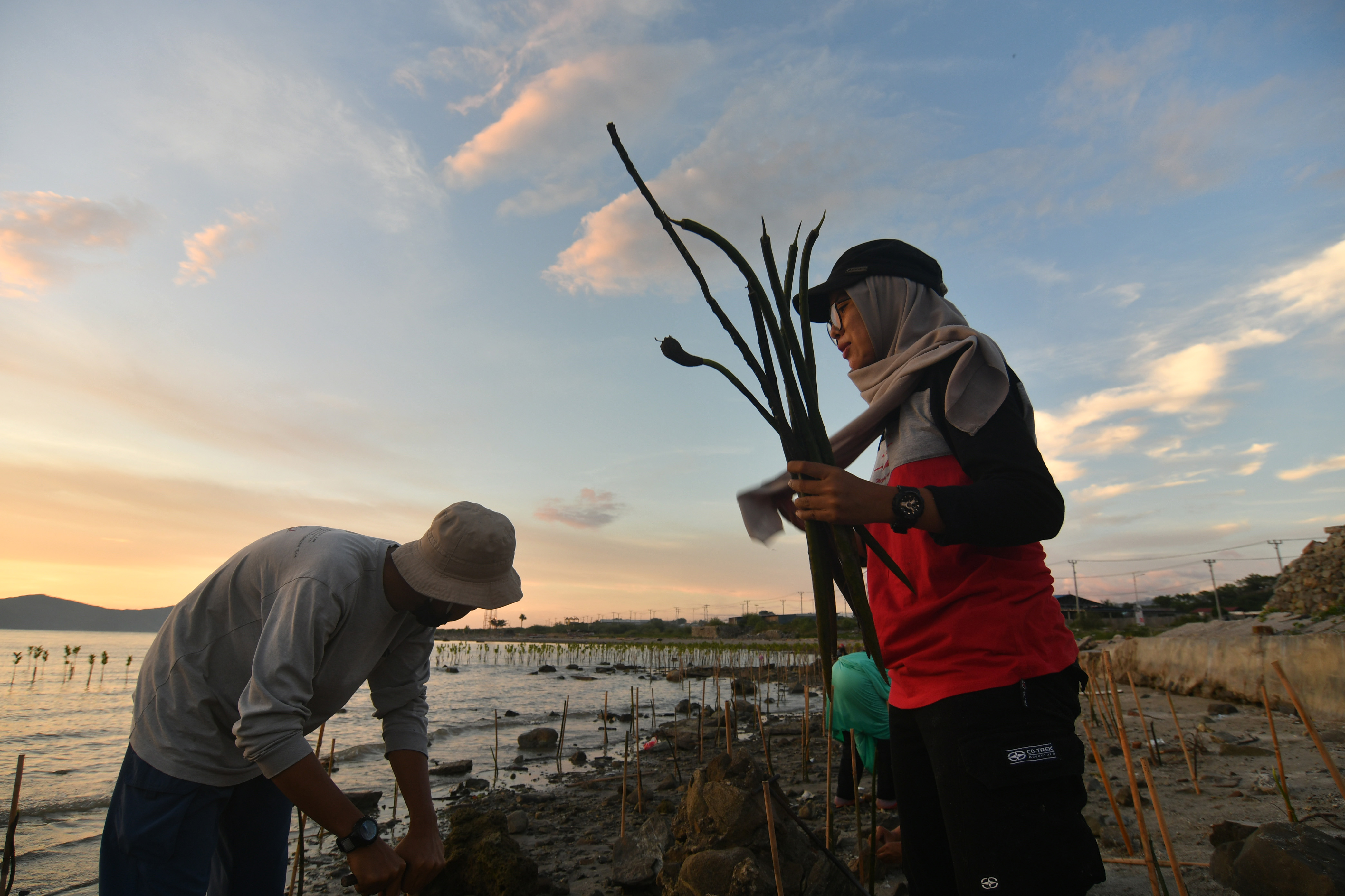 Sejumlah relawan dan pecinta mangrove menanam bibit bakau di Pantai Teluk Palu, Sulawesi Tengah