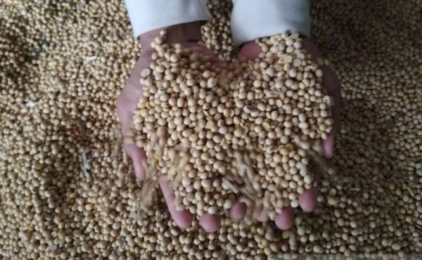 Riyanto menilai seharusnya pemerintah memberikan wewenang lebih kepada Kementan untuk mengatur lalu lintas impor pertanian. 