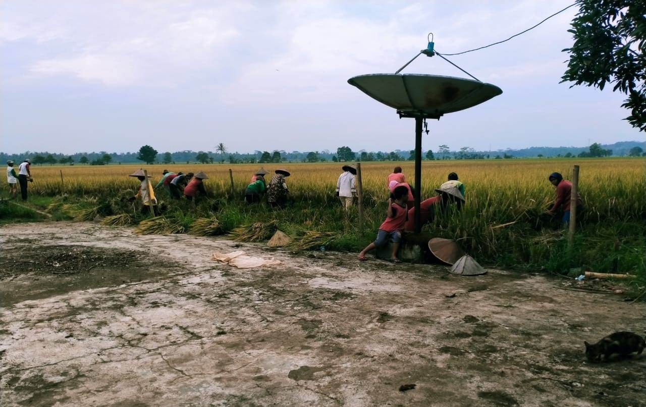 Kelompok Tani (Poktan) Saluyu Raksa Tani melakukan panen tradisional di Desa Geredug, Kecamatan Bojong, Kabupaten Pandeglang, Banten. 